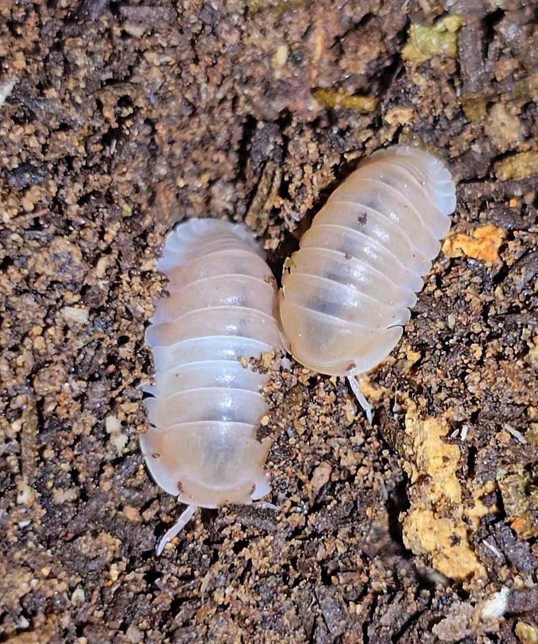 Heating Isopods - Isopods For Sale UK | PostPods