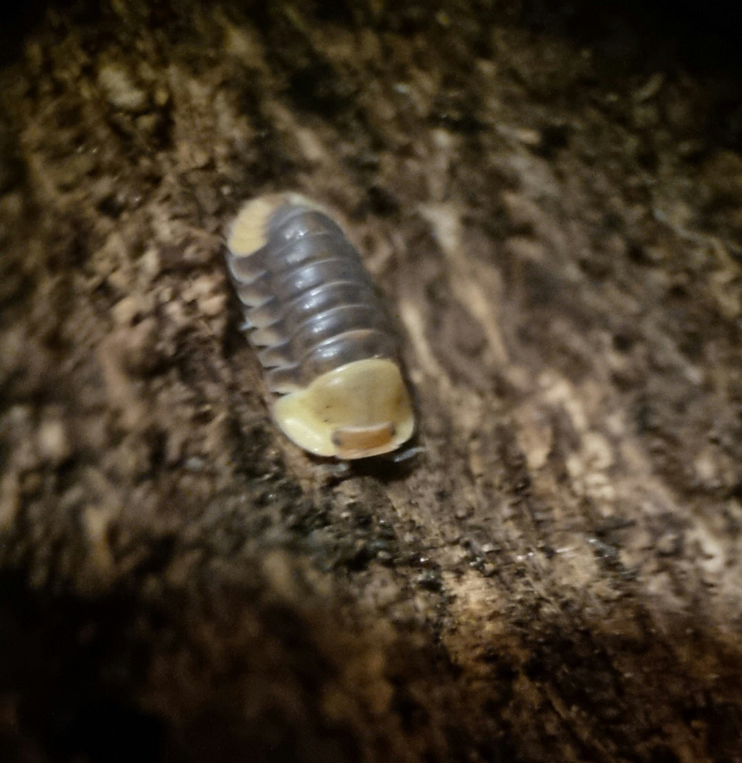 A Rubber Ducky isopod on dark mottled wood, grey bands across its back and a pale yellow head plate.