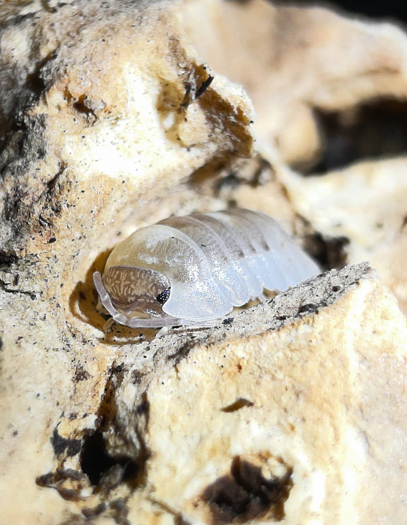 A pale translucent isopod with a brown-marked head shield in a hollow of pale crumbly cork.