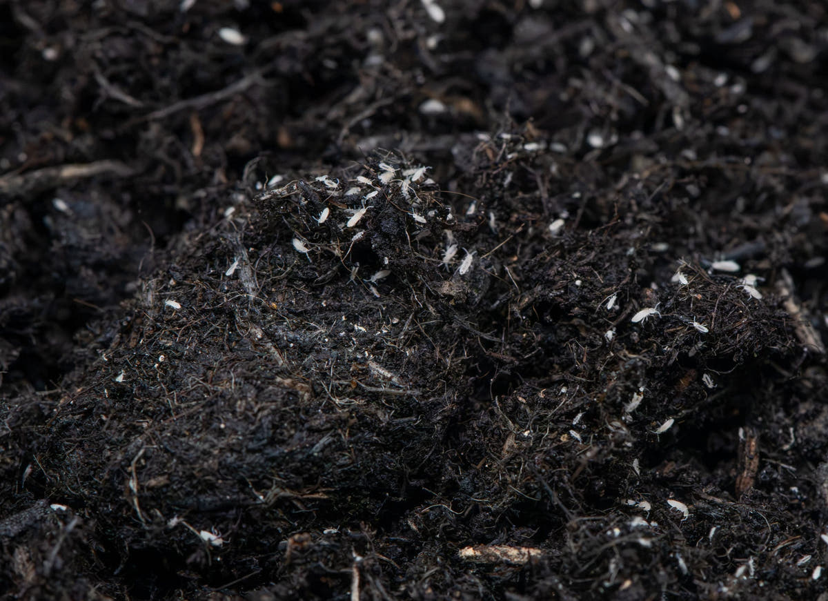 white coloured springtails on dark soil