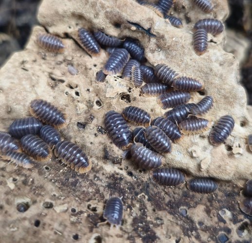 How Long Do Isopods Live? - Isopods For Sale UK | PostPods