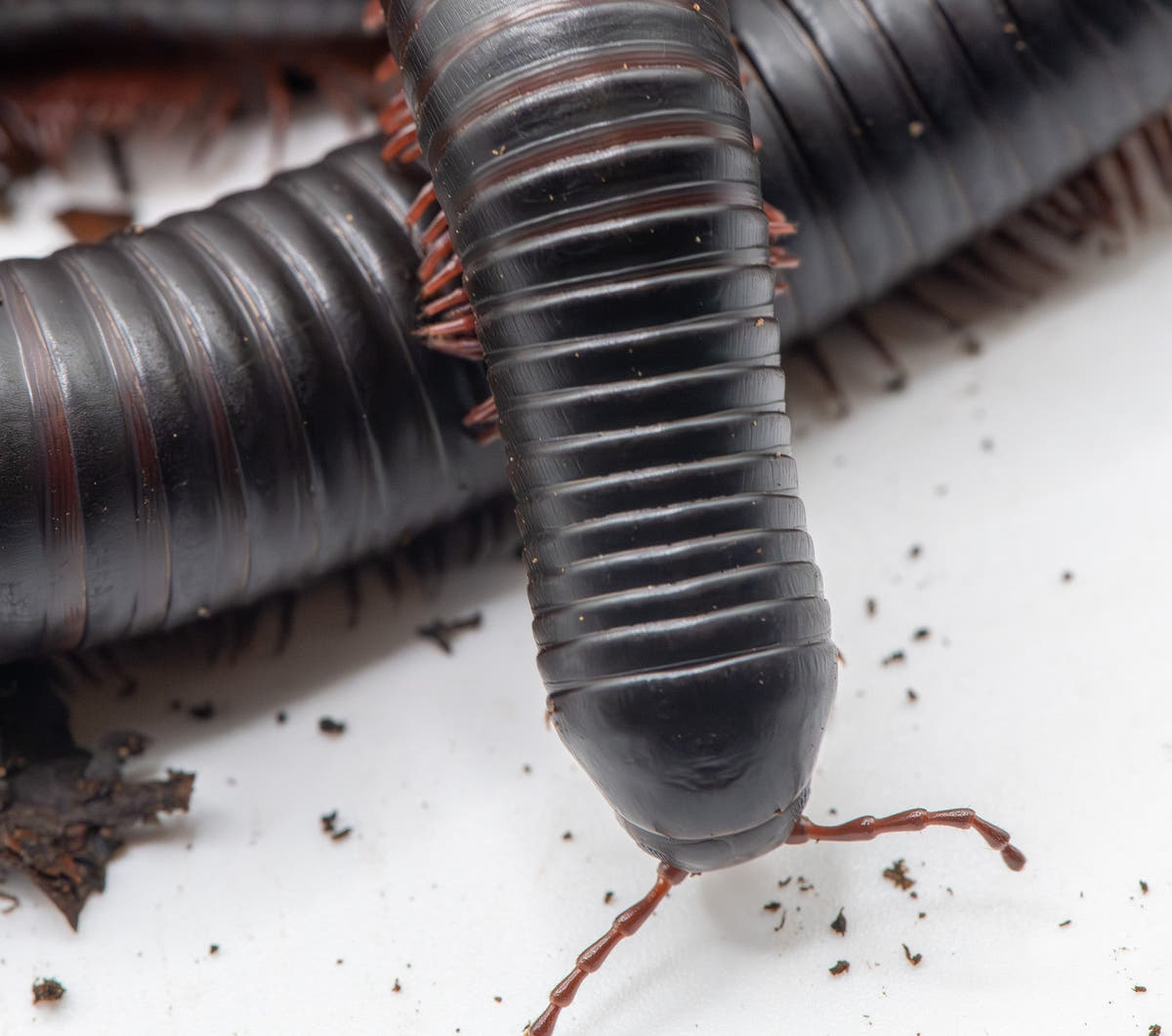 Close view of glossy black millipedes with rust-red legs on a white surface scattered with dark soil crumbs.