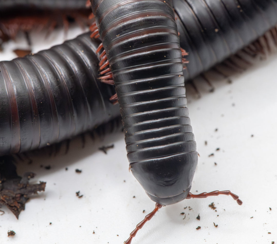Close view of glossy black millipedes with rust-red legs on a white surface scattered with dark soil crumbs.