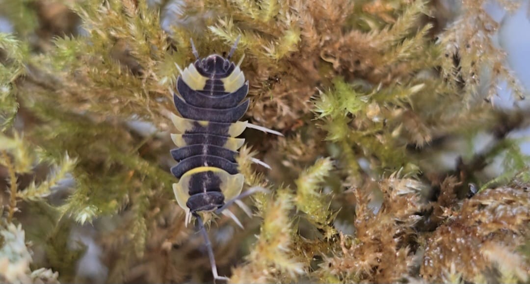 A dark isopod with pale yellow bands and pointed side spines on moss shading from green to dry gold.