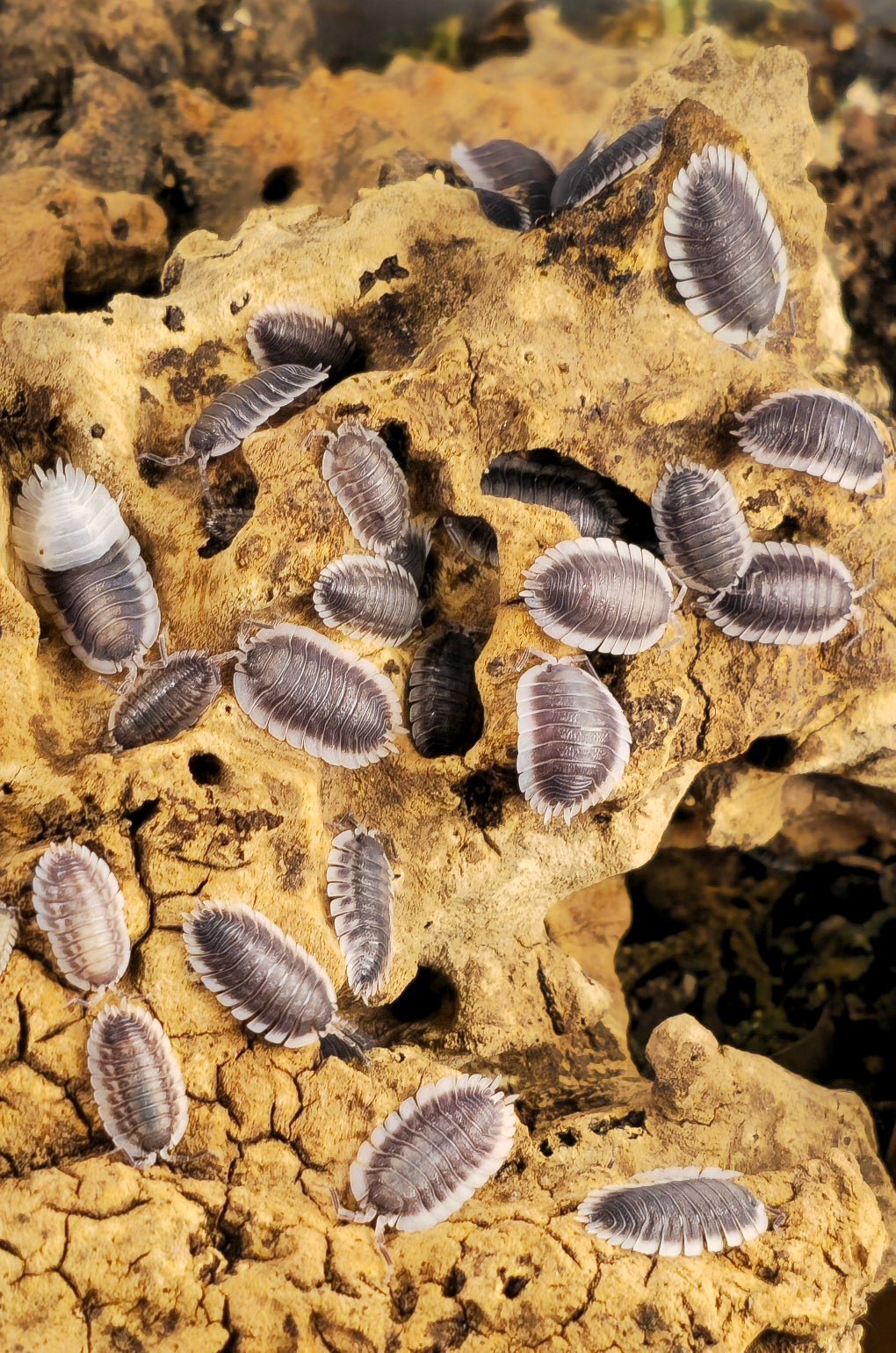 How many isopods do I need to start a colony? - Isopods For Sale UK | PostPods