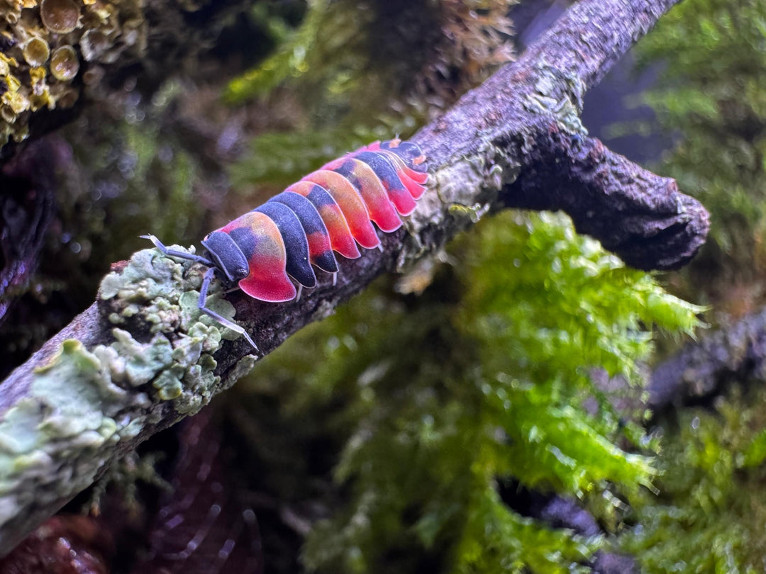 How Many Legs Do Woodlice Have
