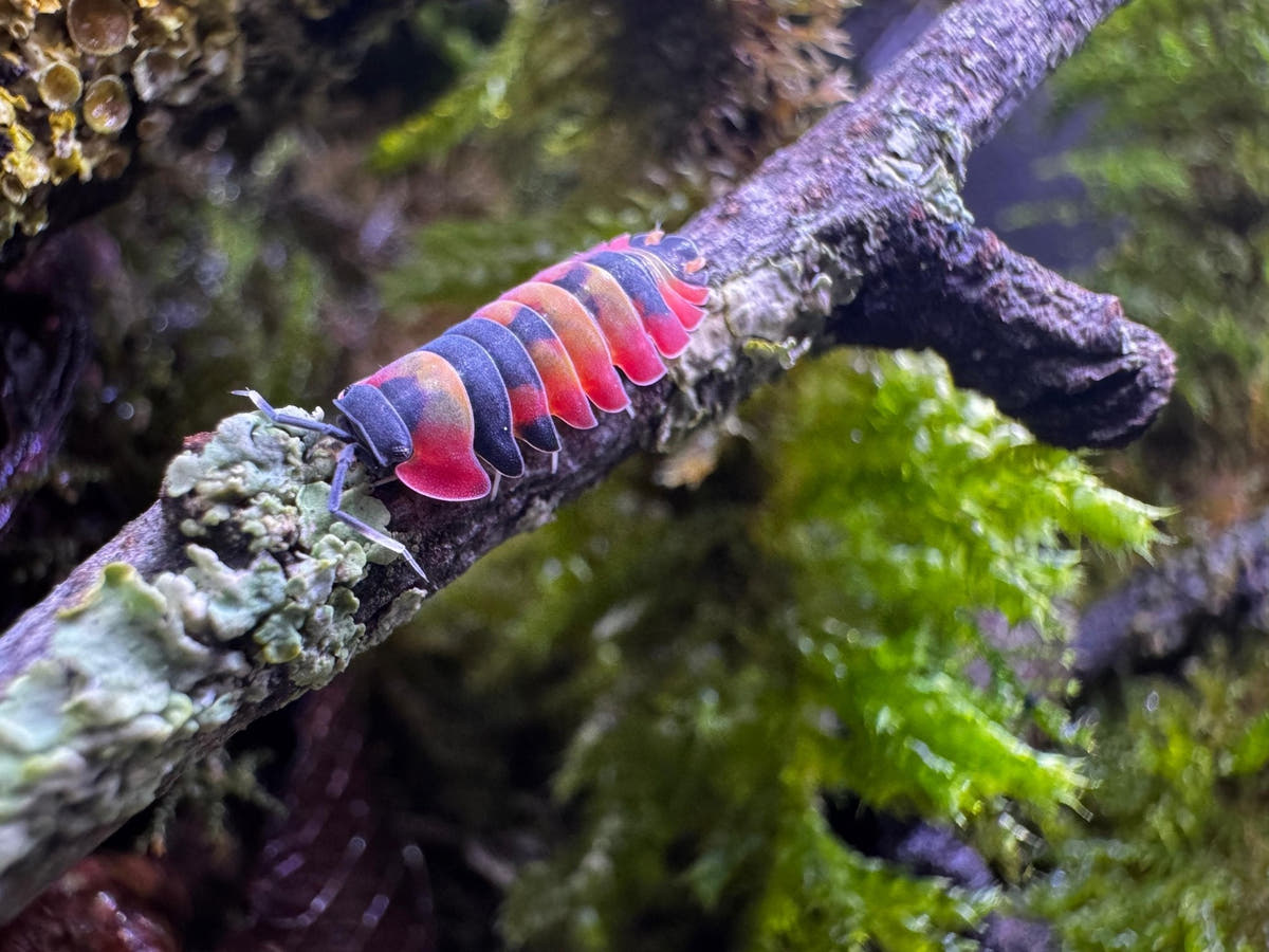 A pink and dark grey banded isopod on a slim branch patched with lichen, bright green moss behind.