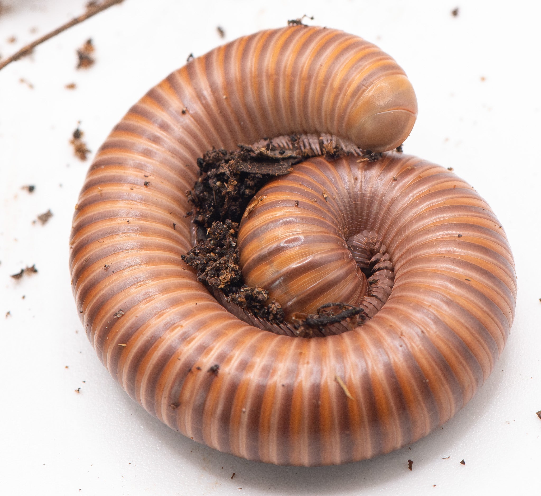 orange millipede with brown banding from head to tail curled up defensive