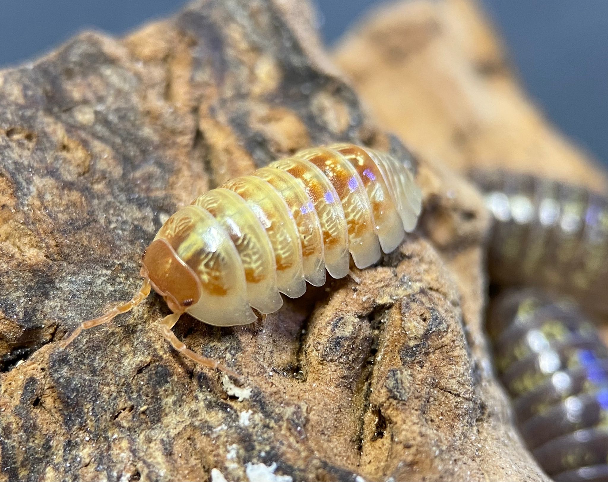 Close view of a golden orange isopod flecked with iridescent purple on cork bark, another blurred behind.