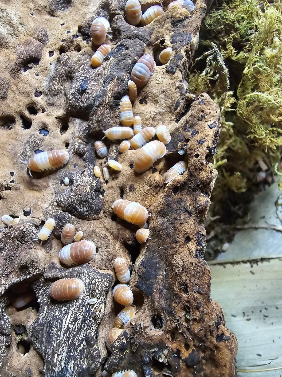 Many small orange and cream isopods over pitted brown bark, a clump of green moss to one side.