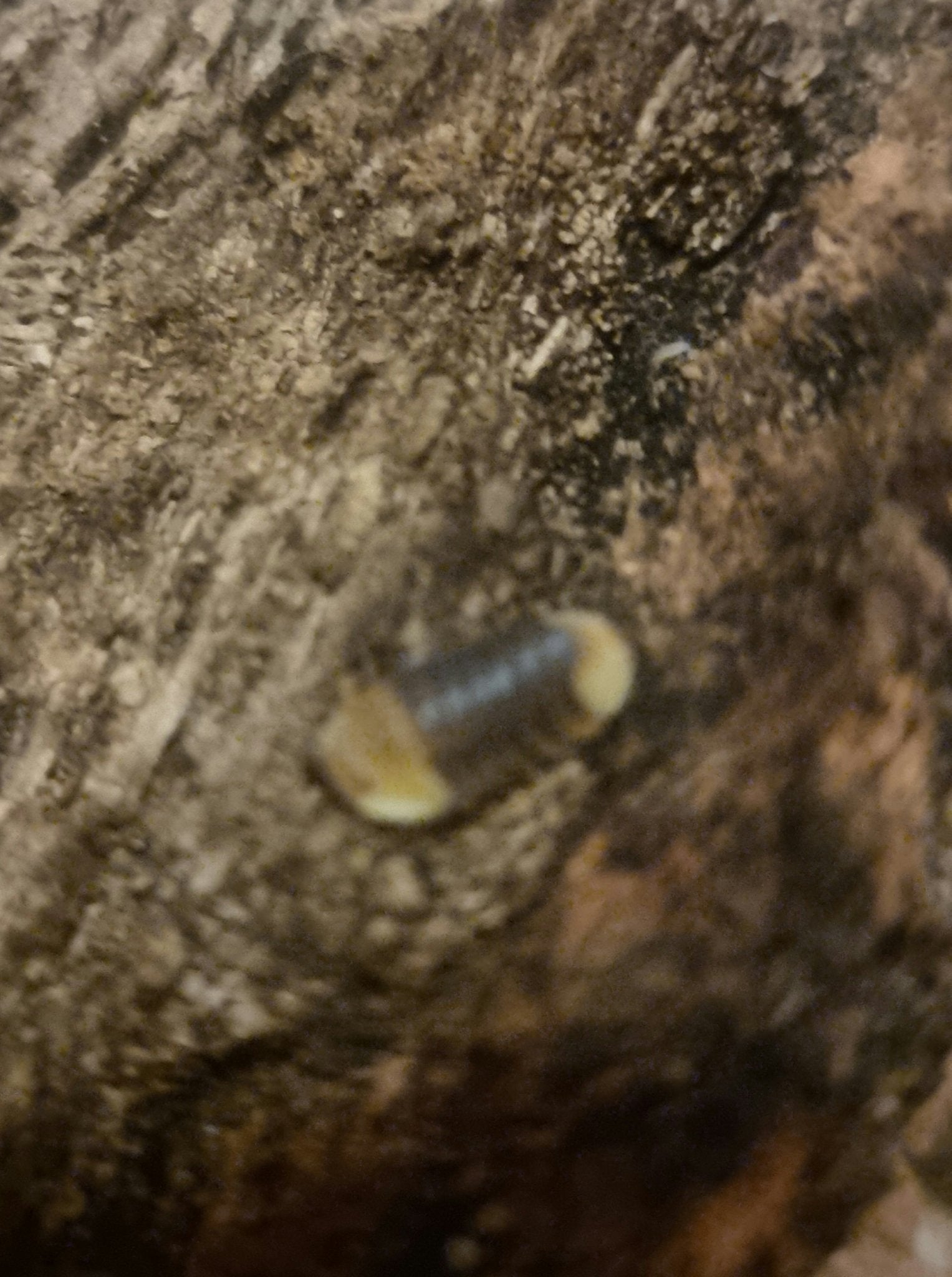 A single small isopod, out of focus, its blue-grey back bordered by cream ends, on mottled pale wood.
