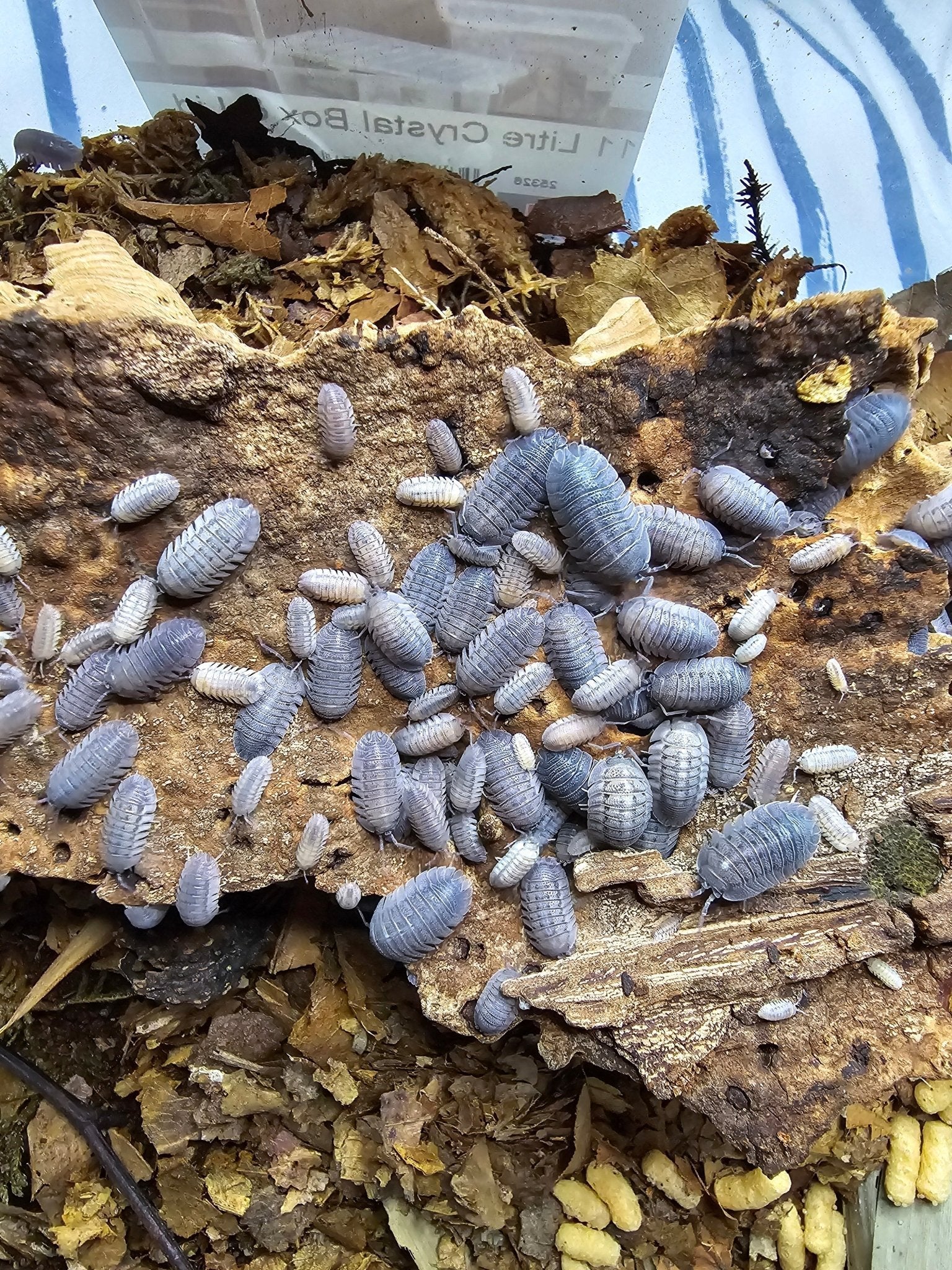 A dense group of pale lilac-grey isopods on rotting wood, inside a clear plastic storage box.