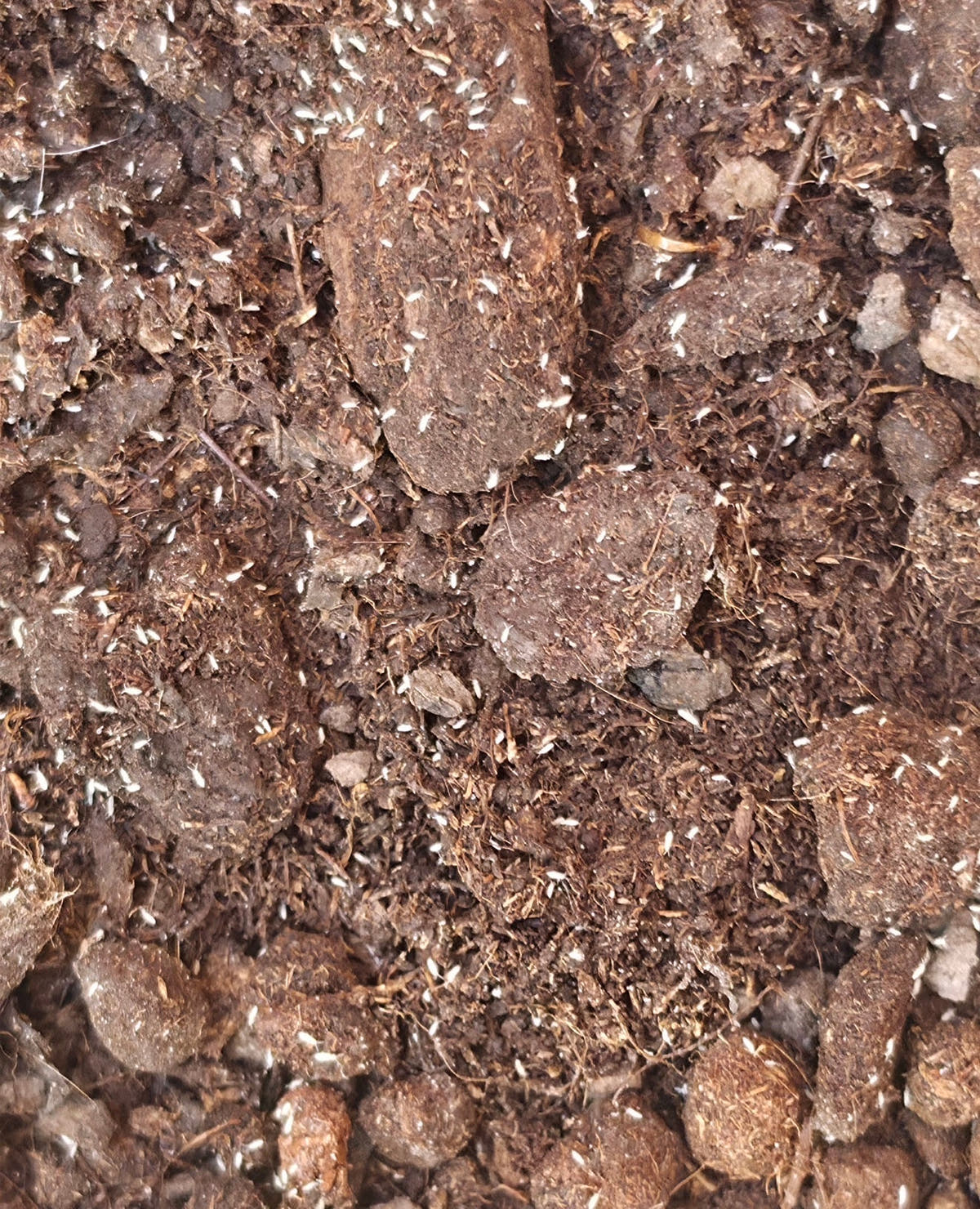 How to Culture Springtails at Home - Isopods For Sale UK | PostPods