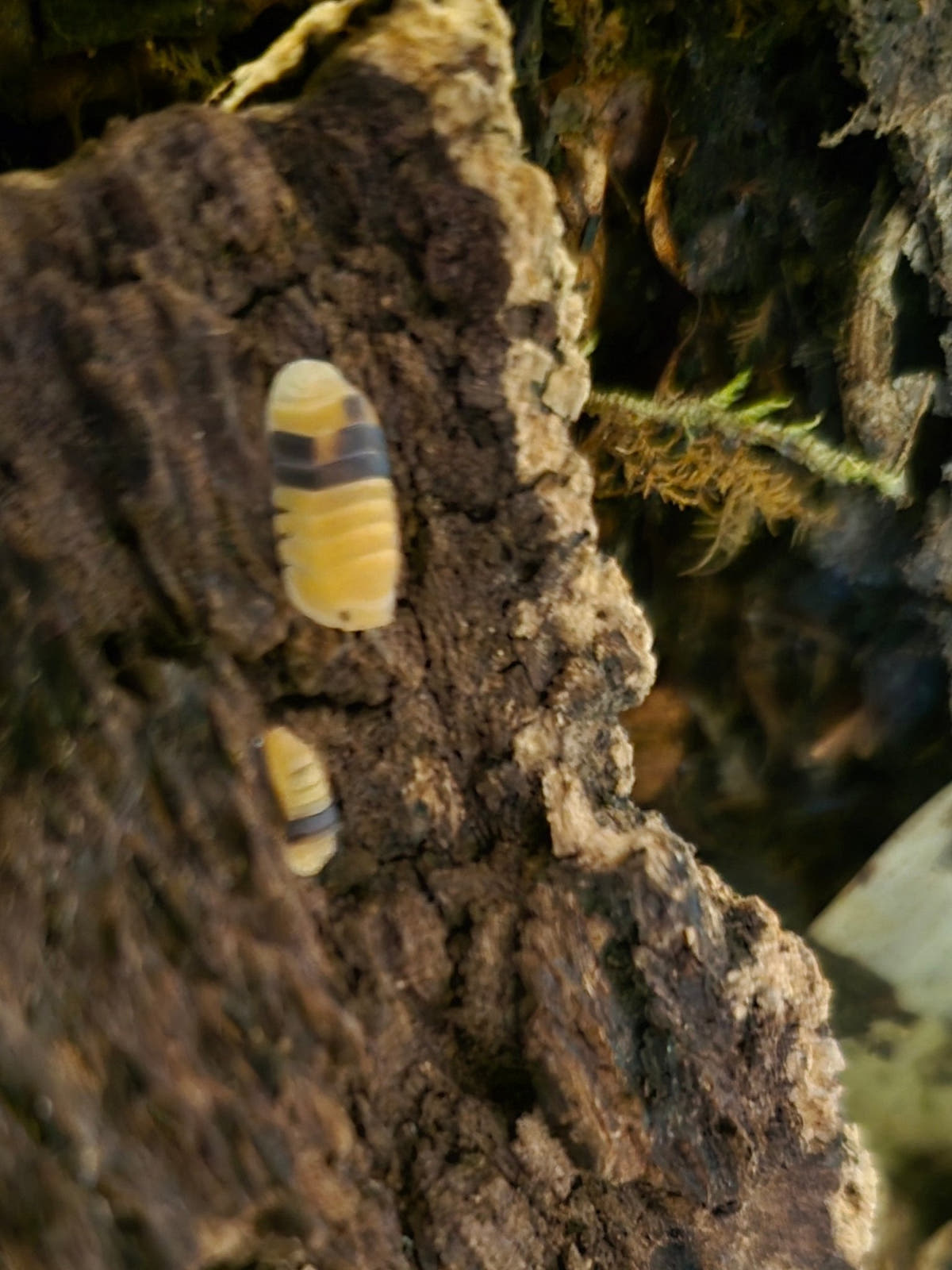 Two pale yellow isopods with dark bands on a piece of rough brown bark, green moss behind them.