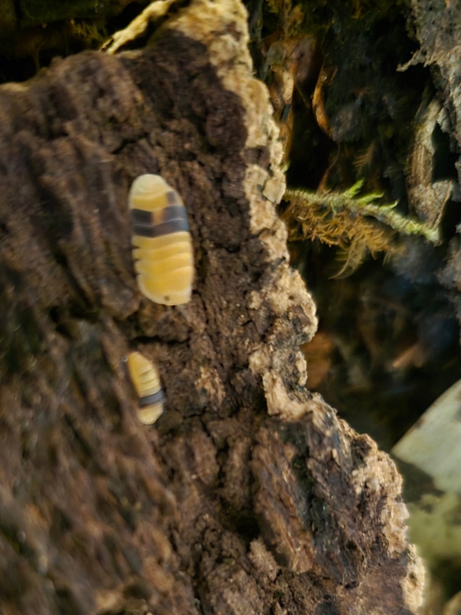 Two pale yellow isopods with dark bands on a piece of rough brown bark, green moss behind them.