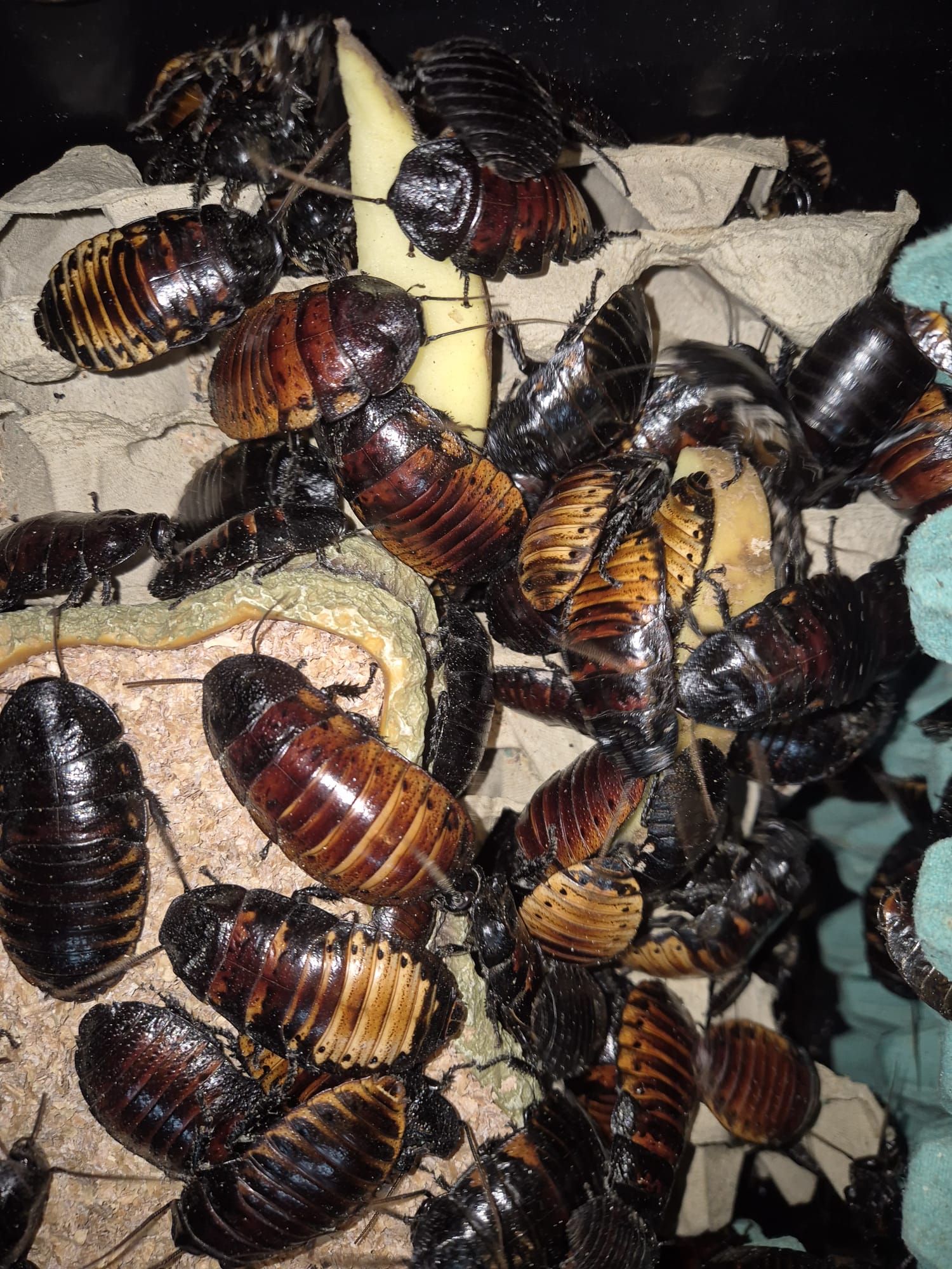 Dark brown cockroaches banded with orange packed tightly over egg crate cardboard and pale slices of food, some climbing over each other.