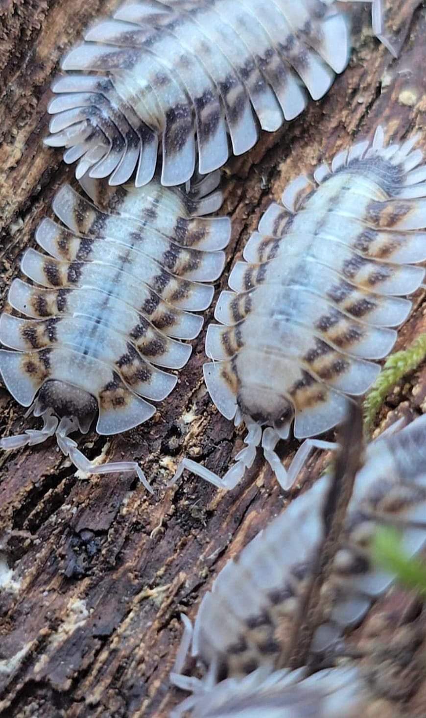 Pale blue-white isopods marbled with brown and orange bands, close together on reddish-brown wood.