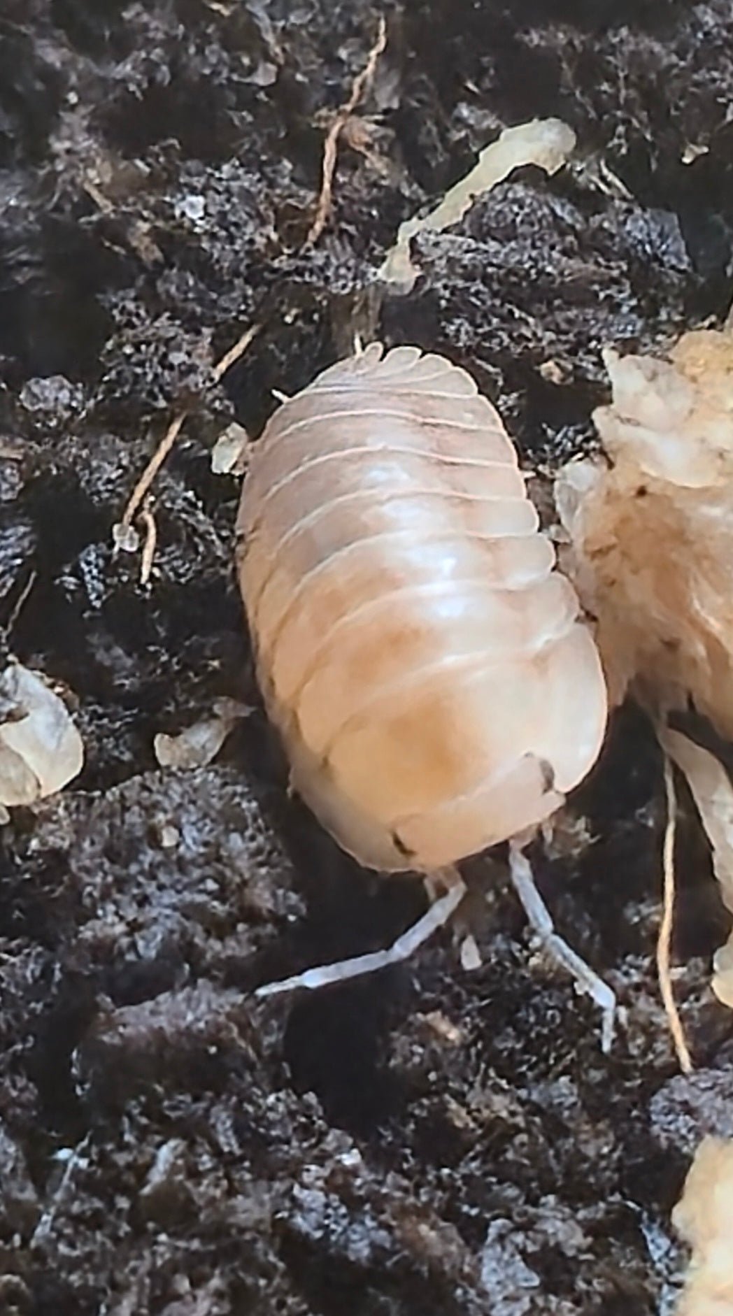 Cubaris Ice Flower Isopods