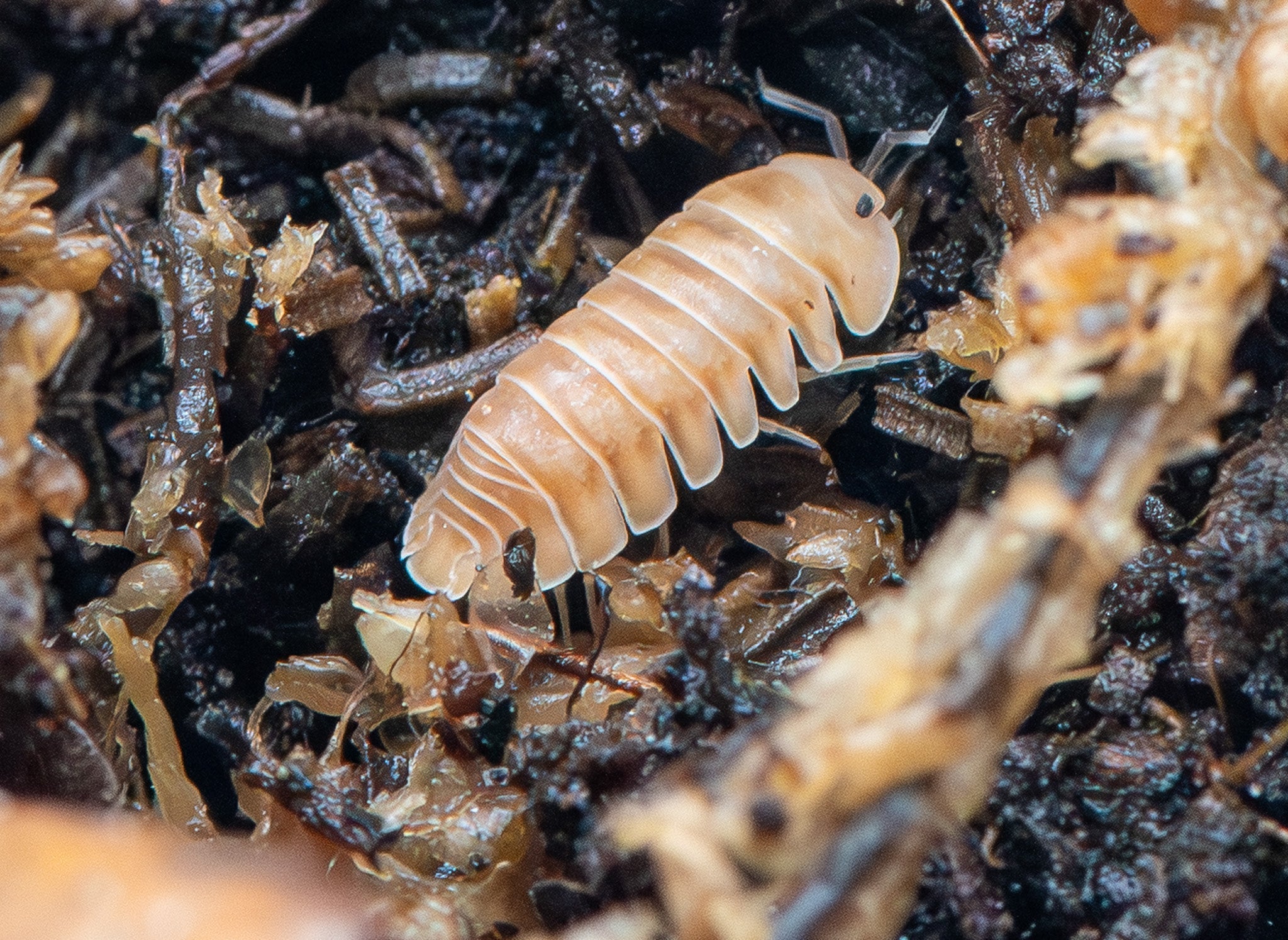 An Ice Flower isopod, pale peach with white segment edges, on dark substrate strewn with bark and leaf fragments.