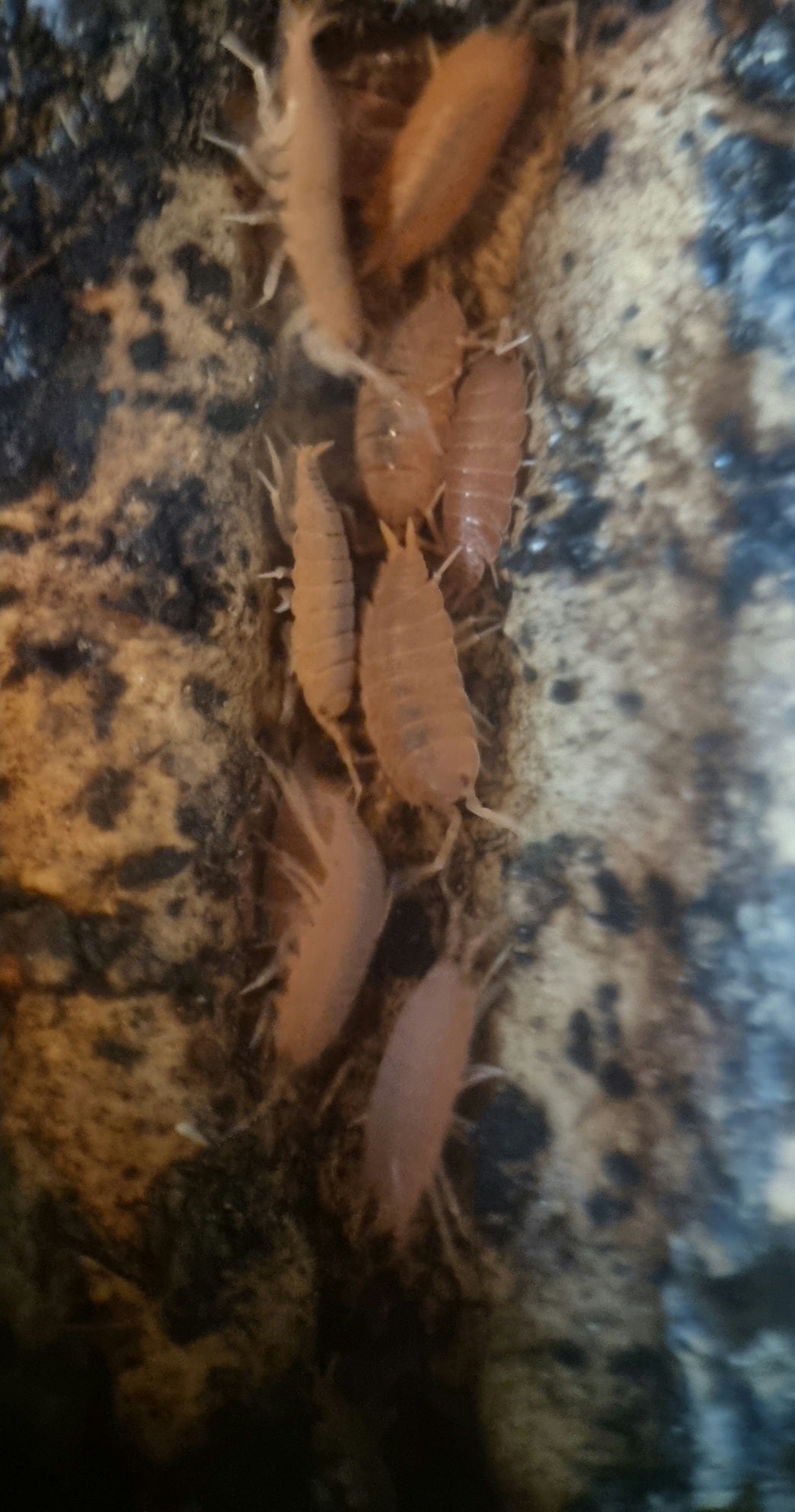 Powder Orange Isopods, Porcellionides pruinosus