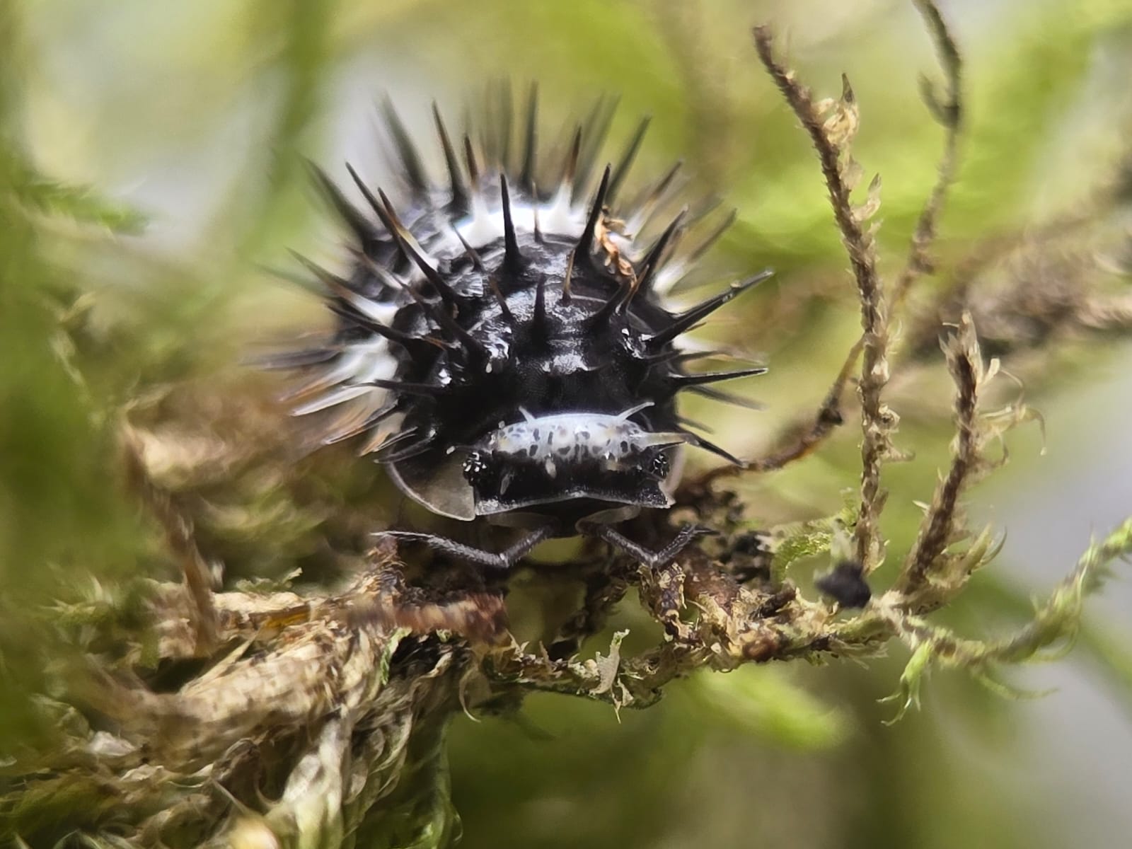 Isopod Behaviour In Captivity - Isopods For Sale UK | PostPods