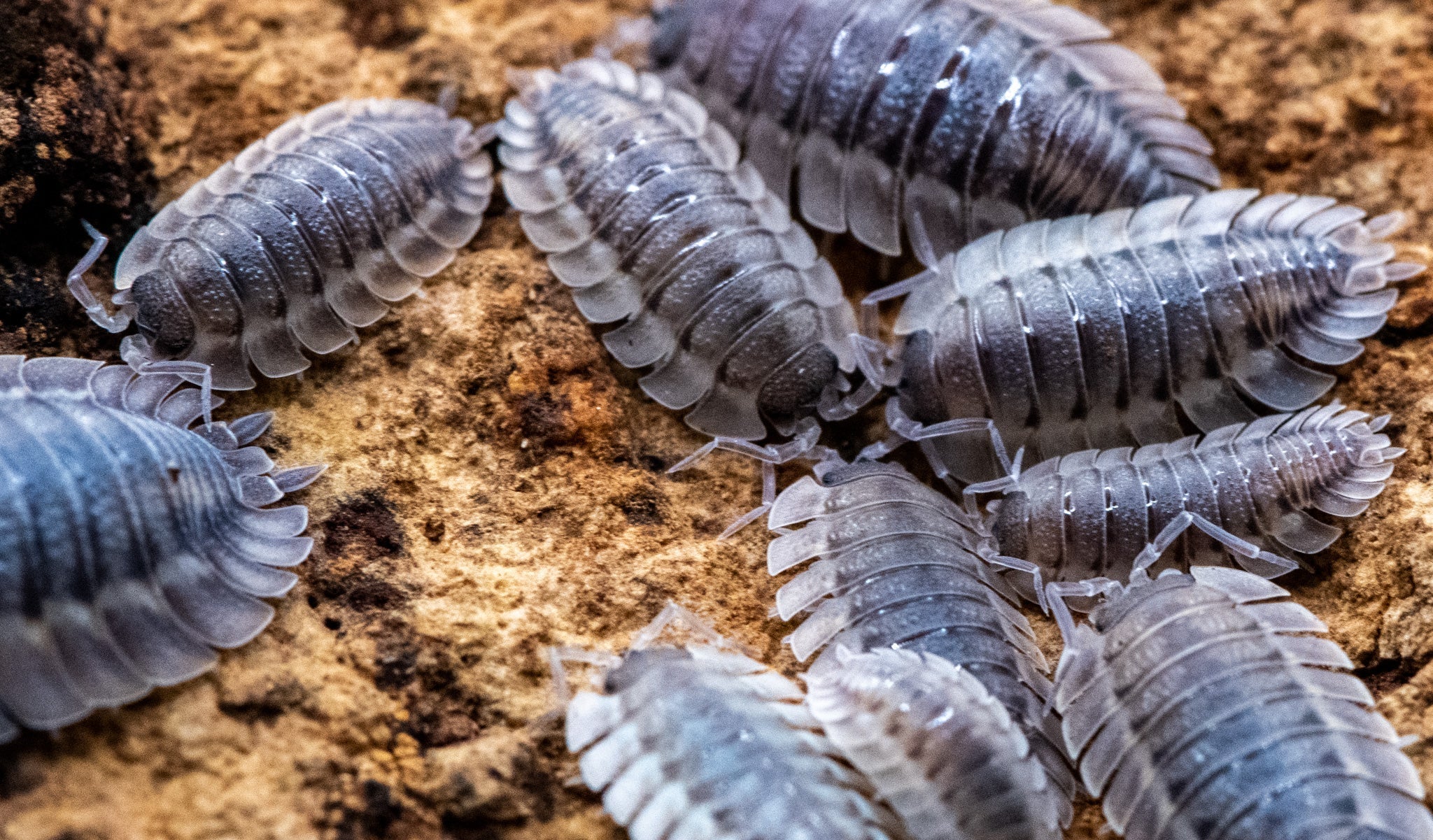 A crowd of pale grey-lilac isopods on a sandy brown rock, several of them cut off at the edge of the frame.
