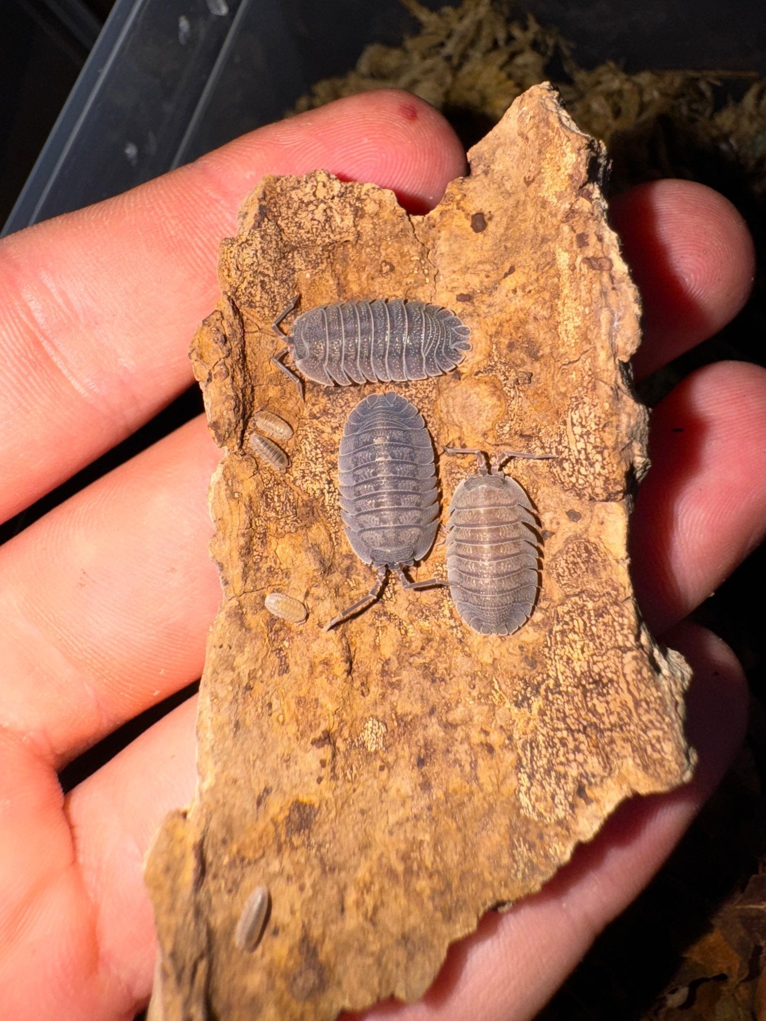 Isopod Eating Spider: Nature's Strange Predators - Isopods For Sale UK | PostPods