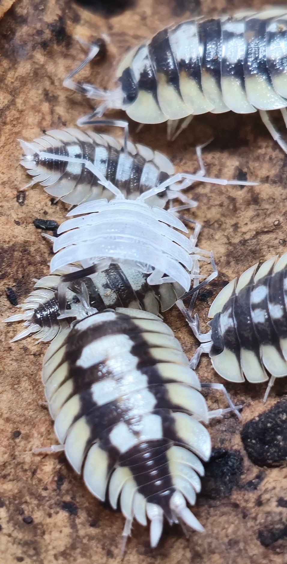 Isopod Food: From Your Kitchen - Isopods For Sale UK | PostPods