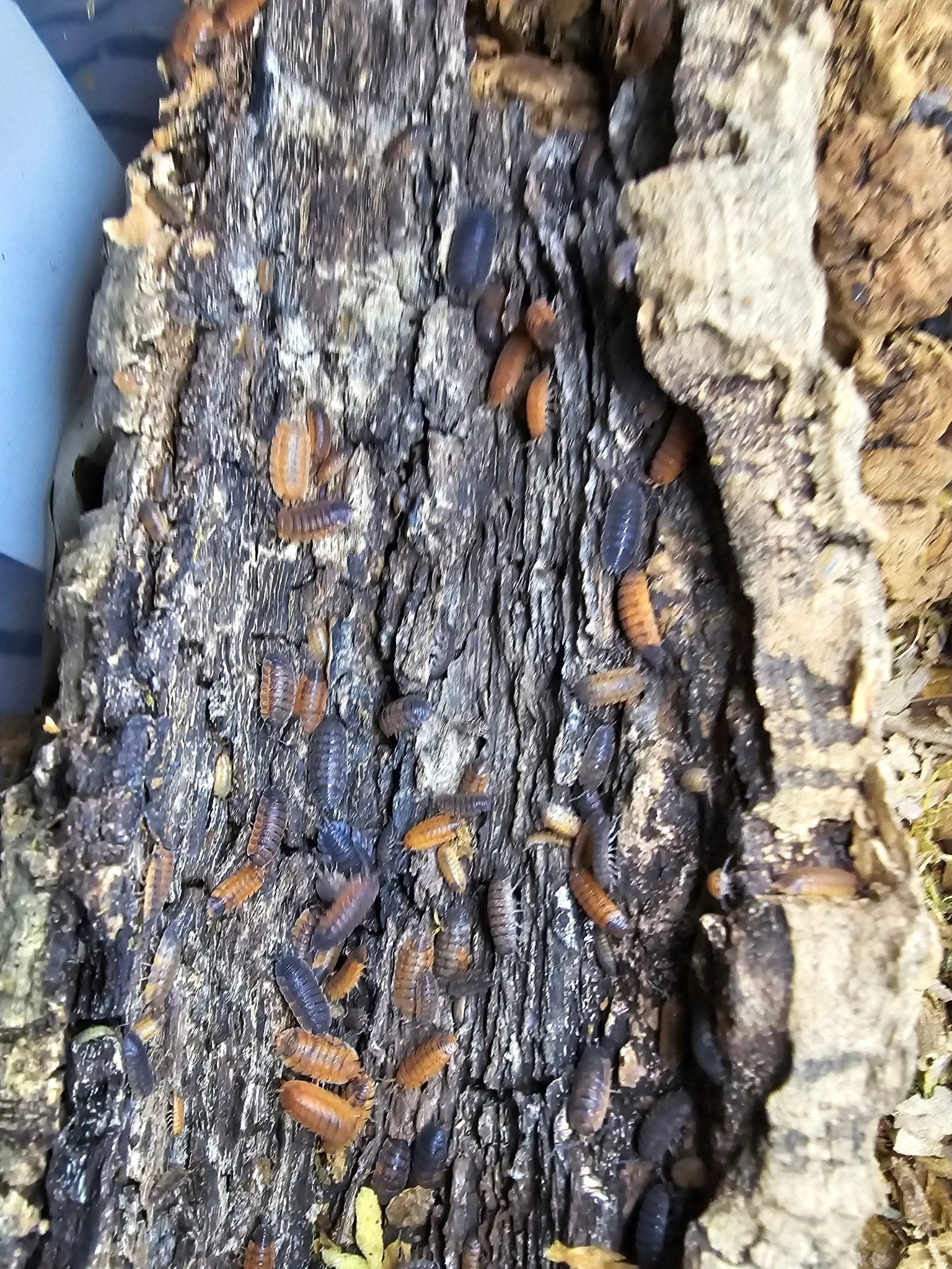 Many orange and dark grey isopods scattered over a slab of dark rotting wood beside paler crumbling wood.