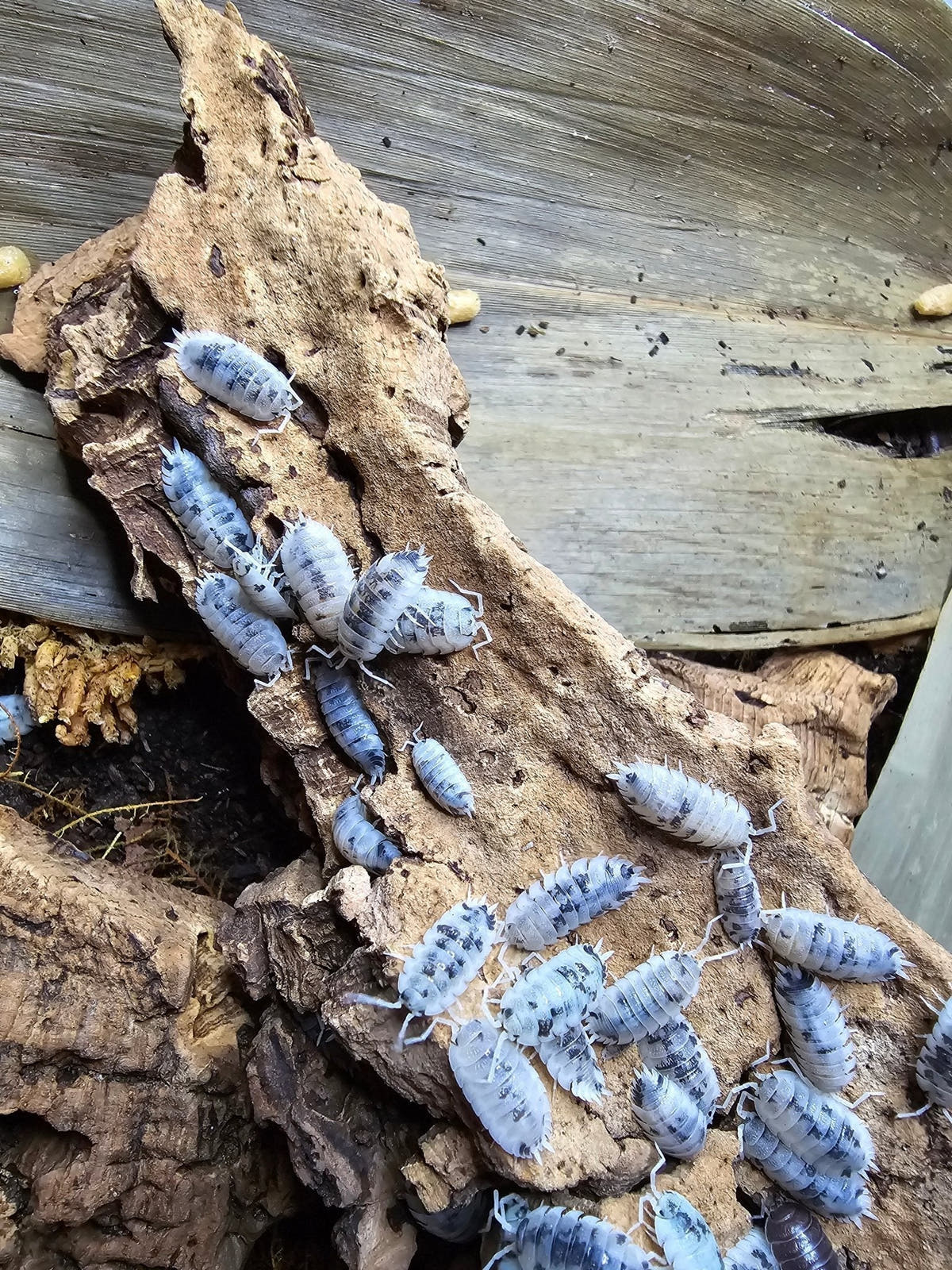 Isopod Substrate - Isopods For Sale UK | PostPods
