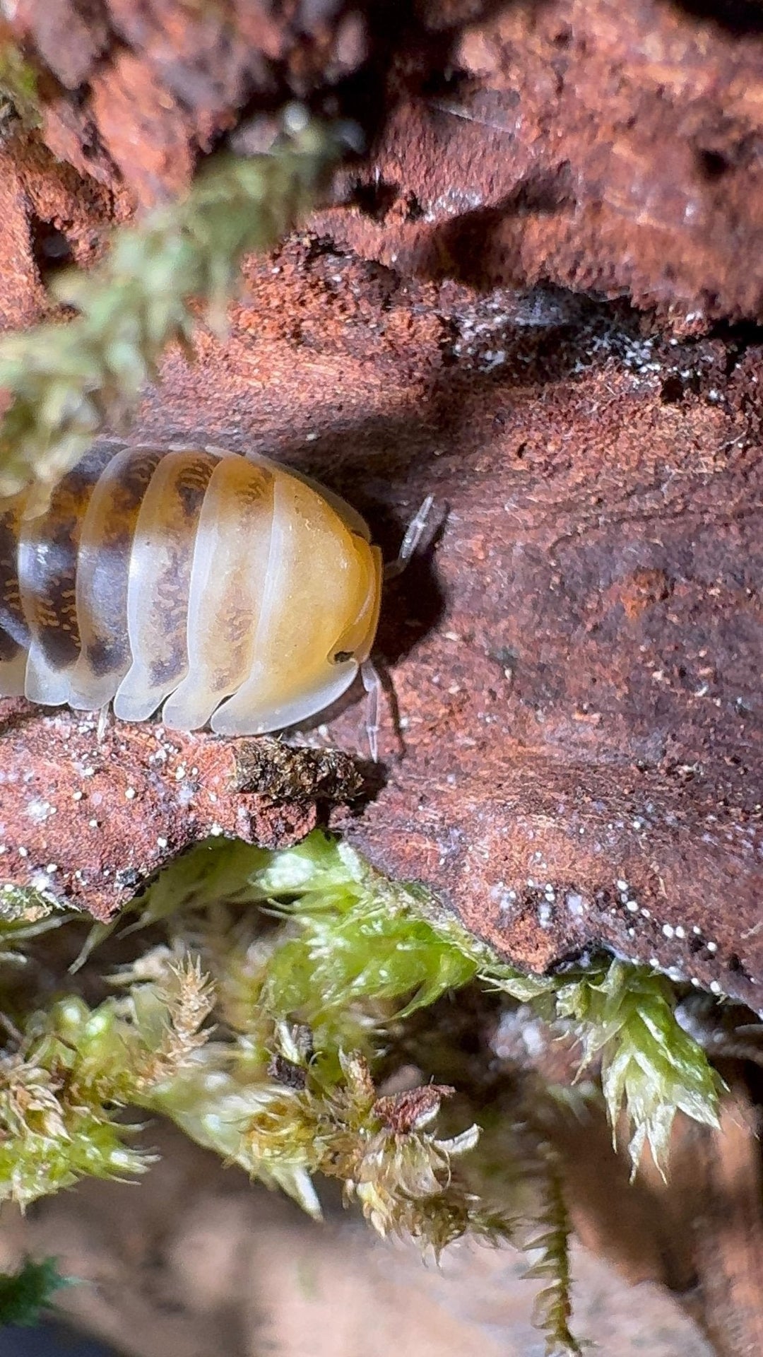 isopod with yellow first third of body then black second segment bottom part isnt in the photo- walking on a dark leaf with white specs on it which are springtails