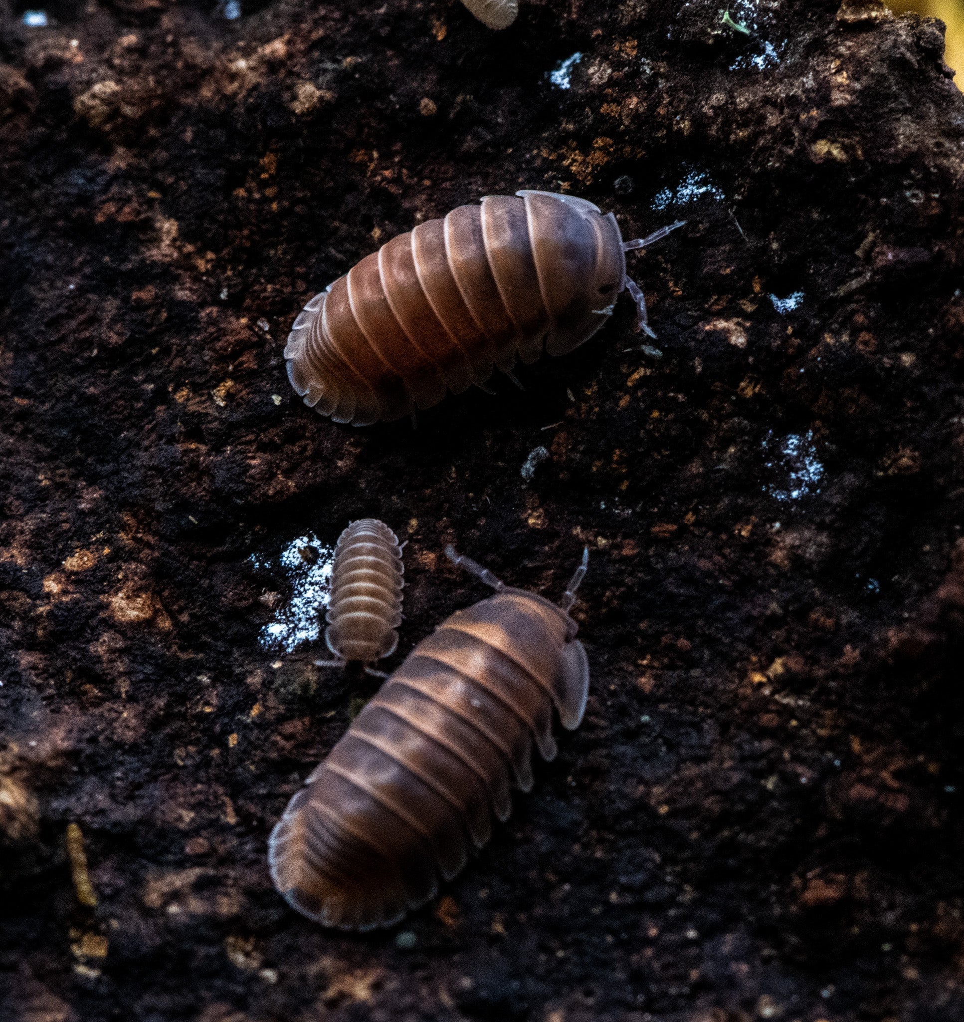 Two orange-brown isopods on dark crumbly substrate, a much smaller pale one between them and a fourth cut off at the top edge.