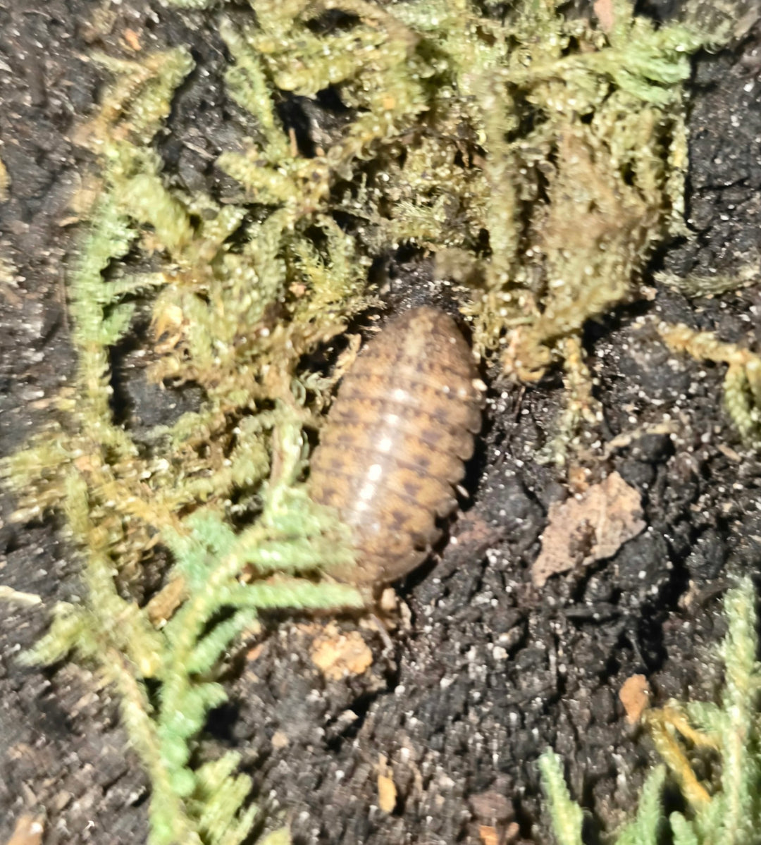 A tan-brown Cannonball isopod with faint darker mottling on dark soil among green moss and dried leaf fragments.