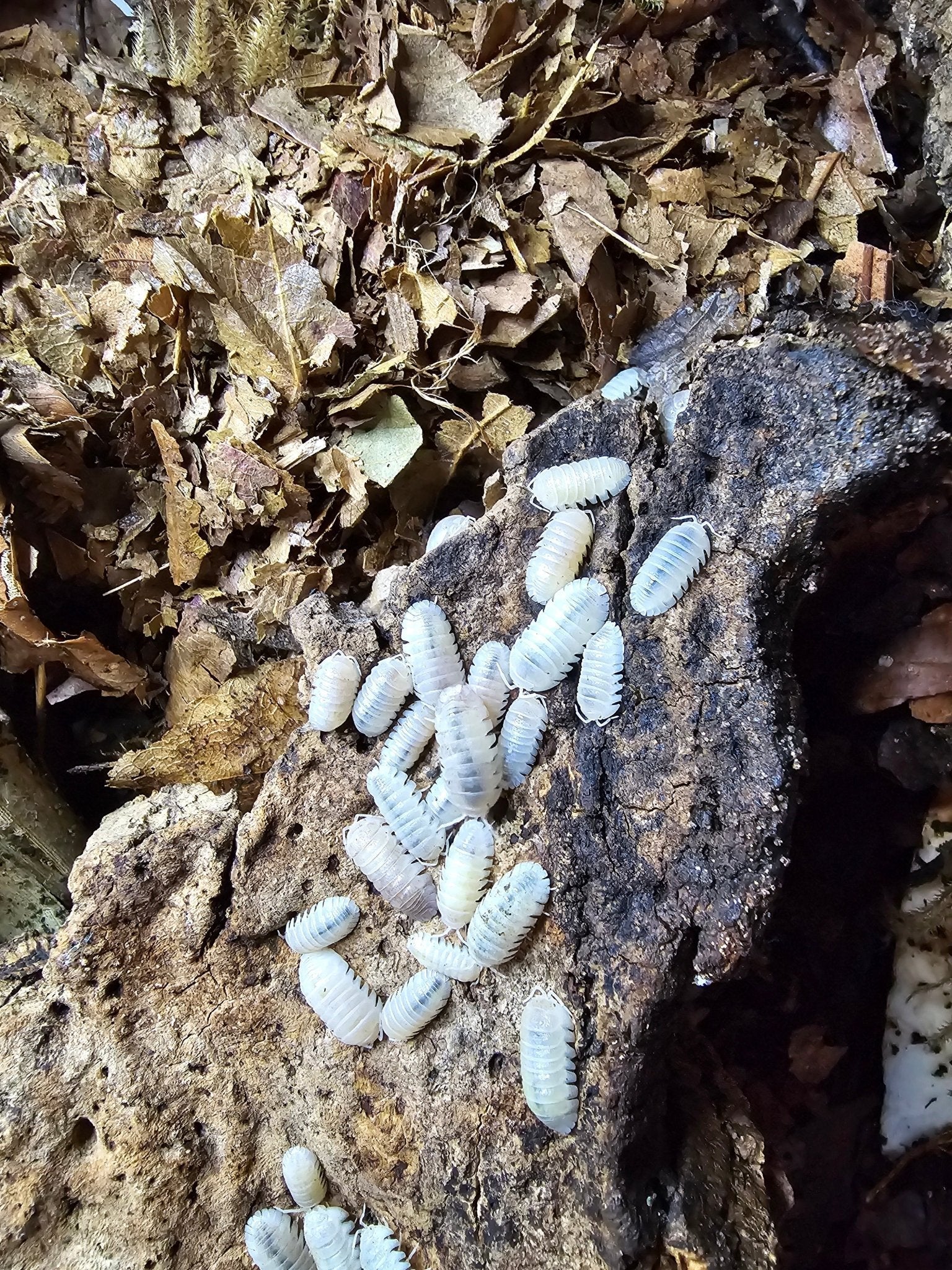 A cluster of white isopods gathered on a piece of pale dead wood beside dry brown leaf litter.