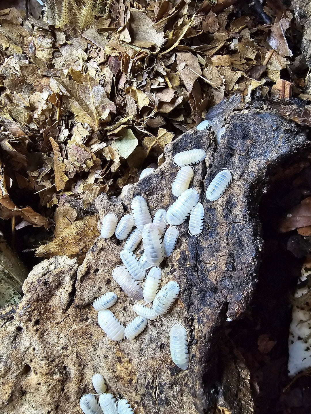 very bright white isopods with jagged edges