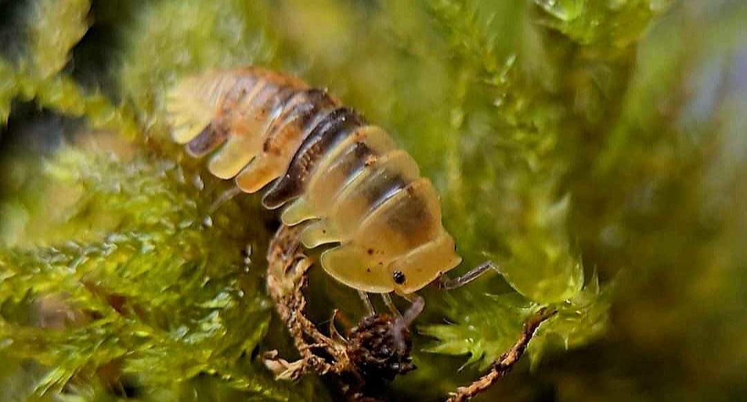 A Healthy Diet For Isopods - Isopods For Sale UK | PostPods