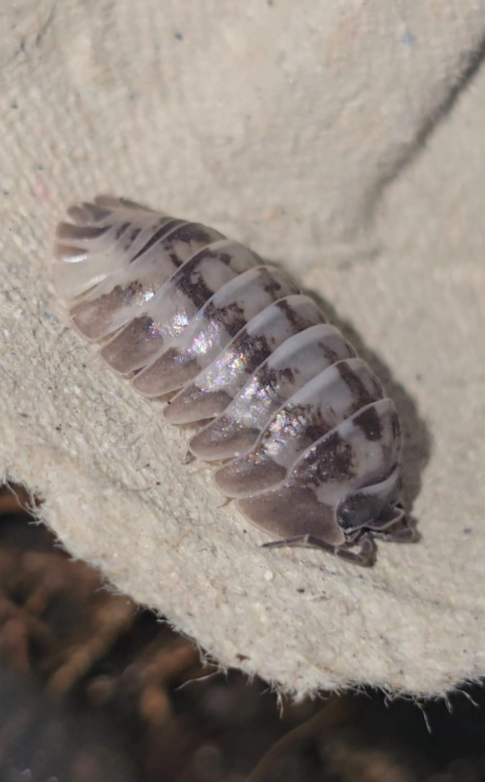 Isopods Fighting: Aggression Myth or Reality? - Isopods For Sale UK | PostPods