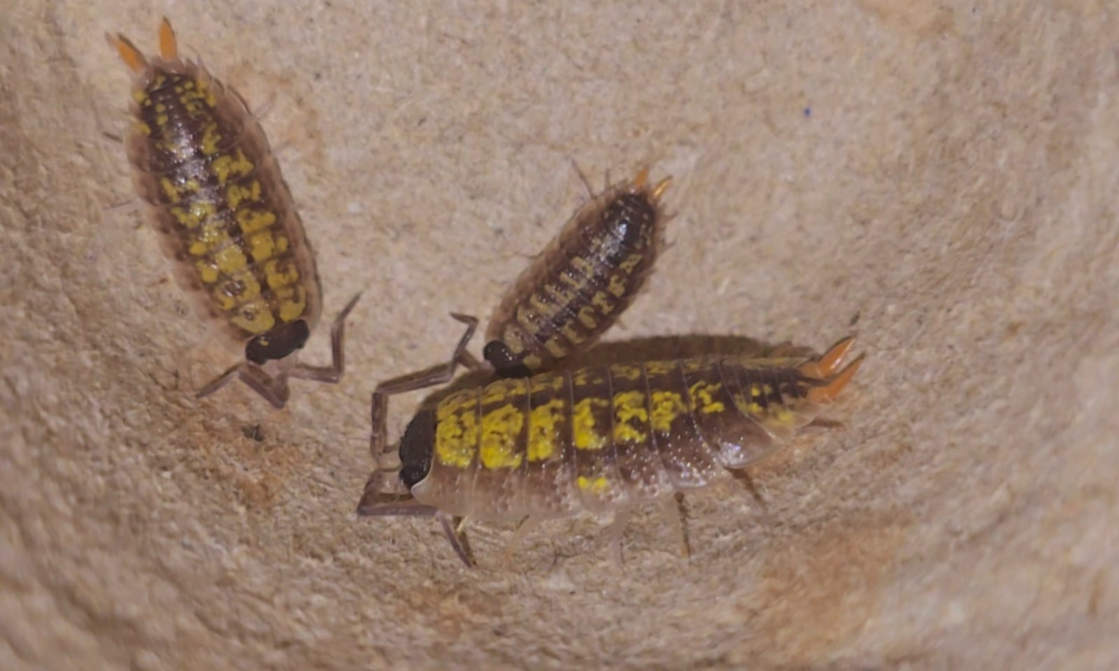 Three brown isopods flecked with yellow, with dark heads and orange antennae, on a pale sandy surface.