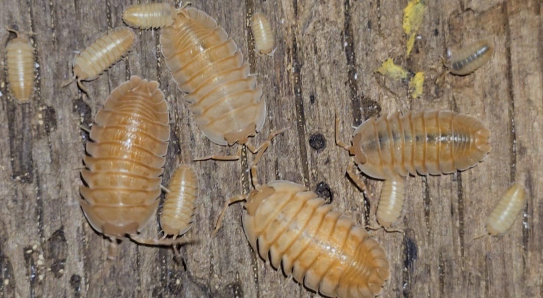A group of pale apricot isopods spread across weathered grey-brown wood.