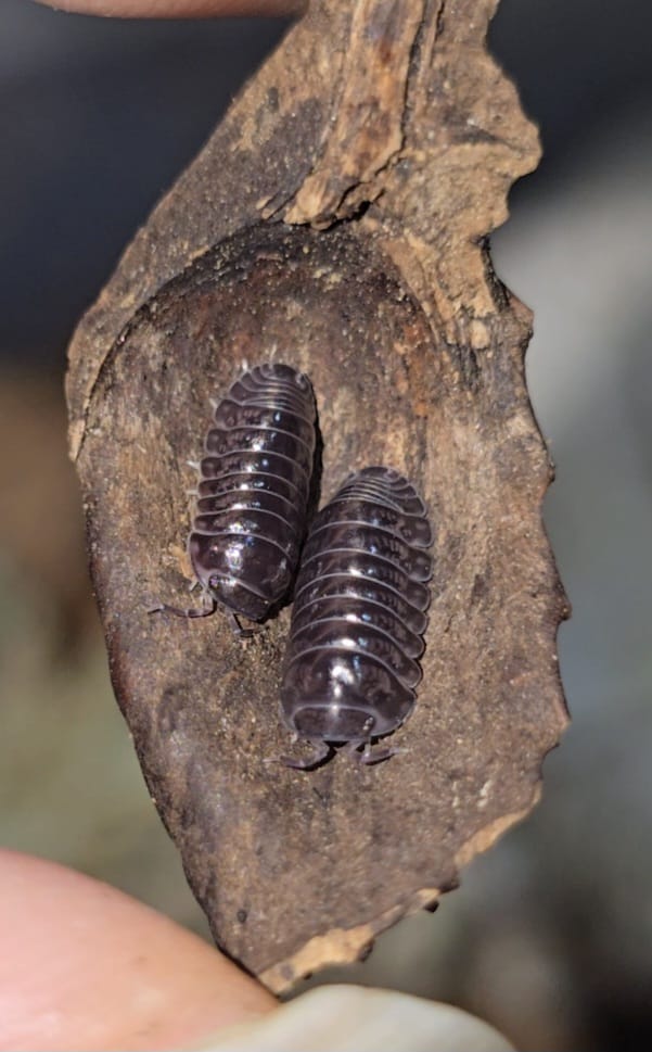 Two dark purple-brown isopods on a small piece of bark held between a person's fingertips.