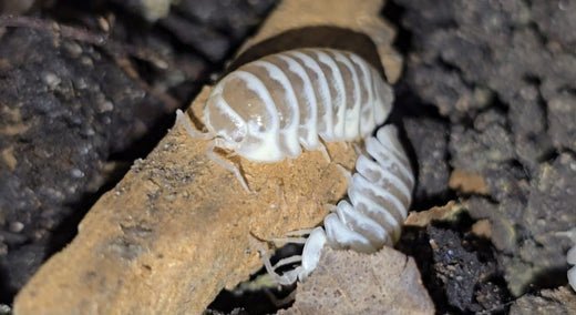 Two white isopods with faint pale banding on a tan twig above dark, cracked soil.