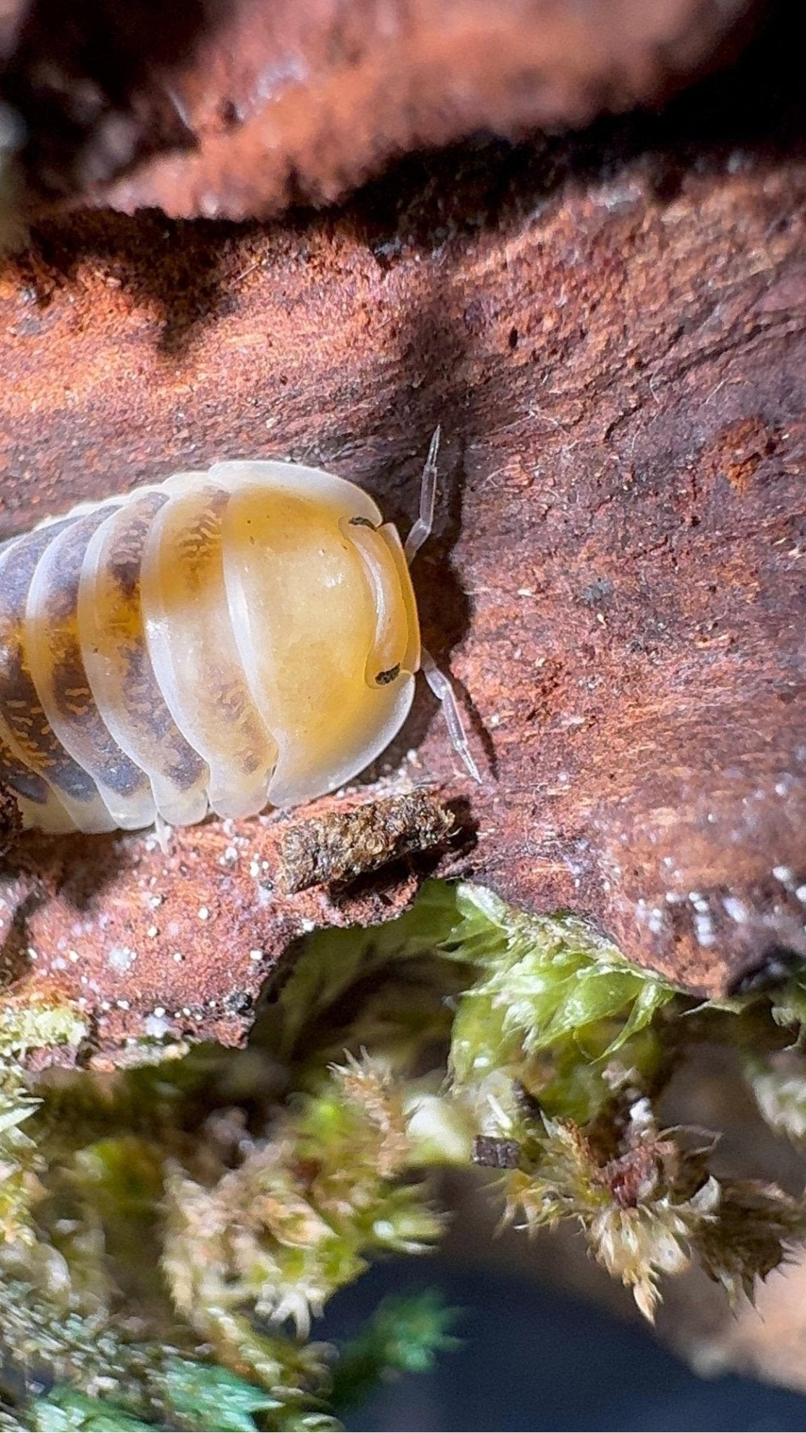 A cream and yellow isopod mottled with brown, at the underside edge of reddish bark above green moss.