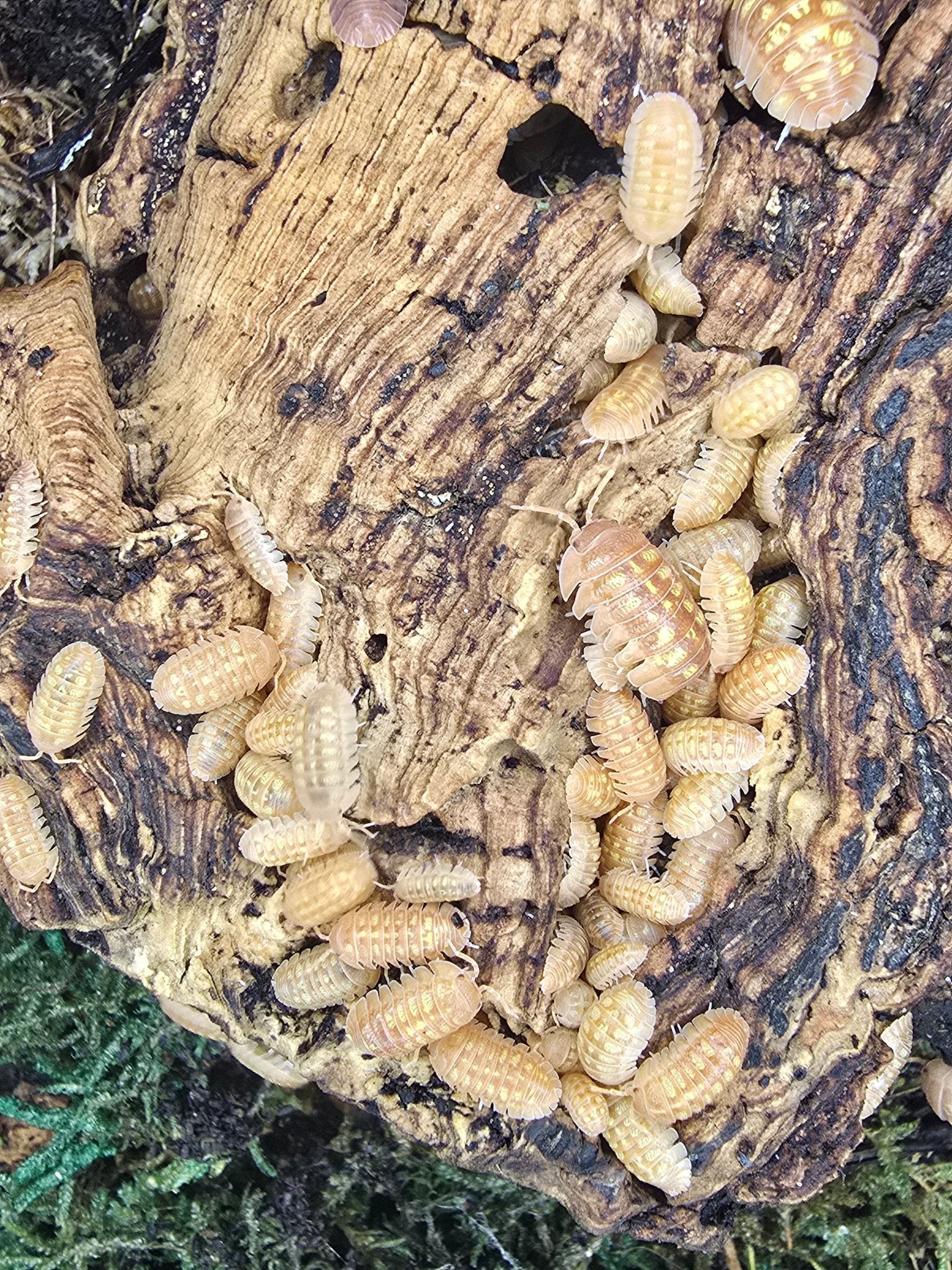Dozens of peach-orange Armadillidium granulatum isopods crowded over cork bark, green moss at the bottom.