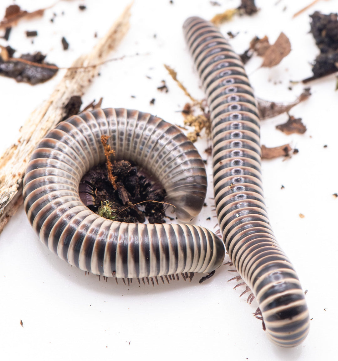Ivory Millipede, cream and black banding along every segment