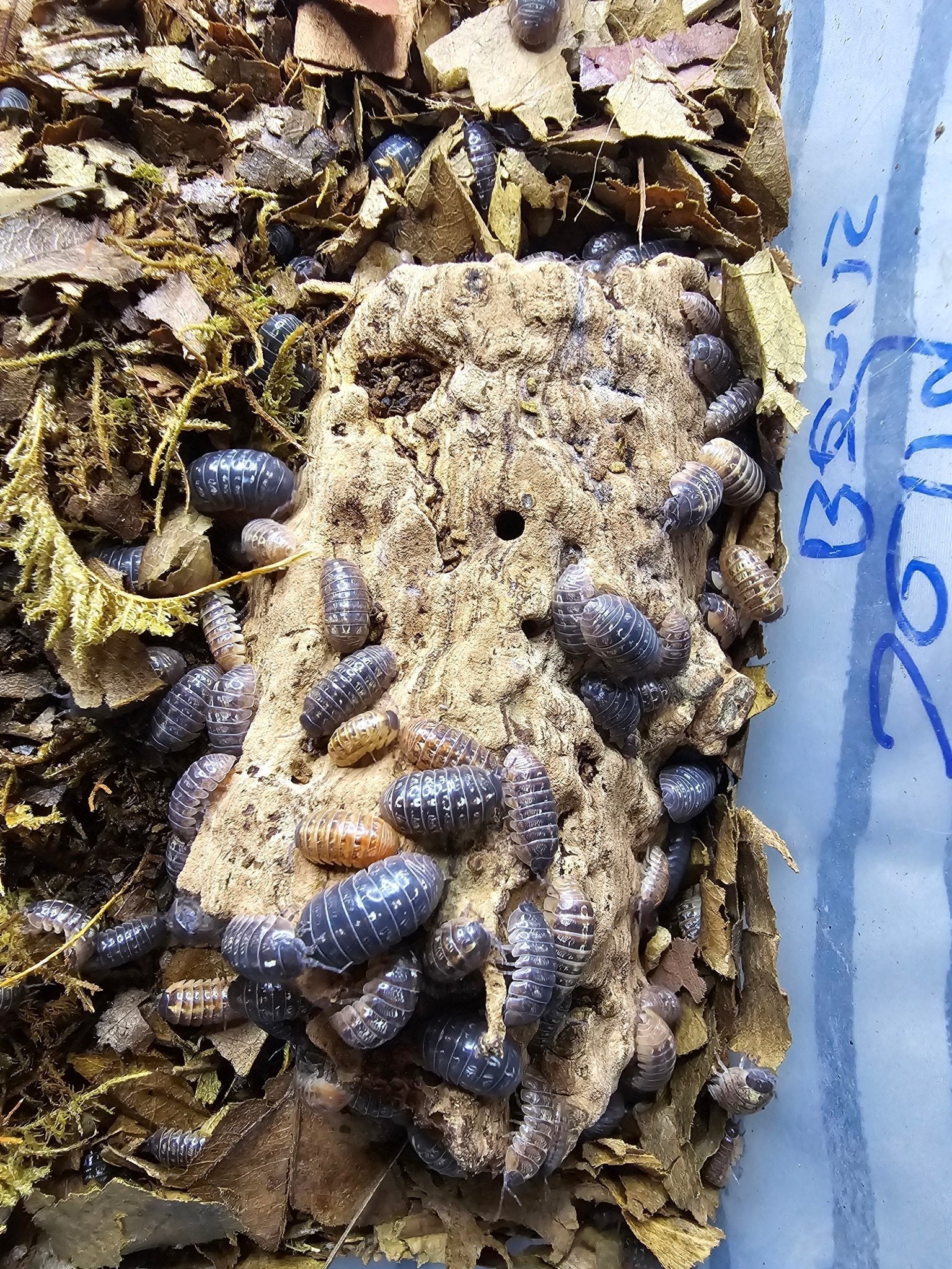 Grey isopods with pale speckles crowded over a pale rotting log among dried leaves, a few of them orange.