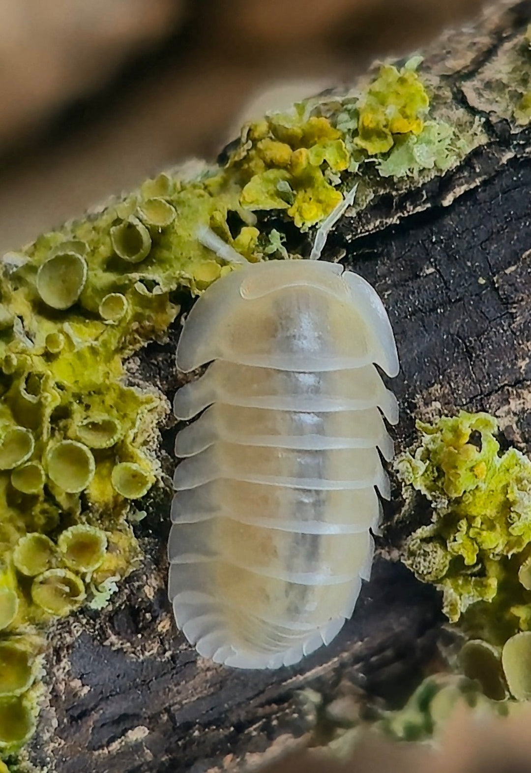 Frosty Jupiter Isopods (Cubaris sp.)