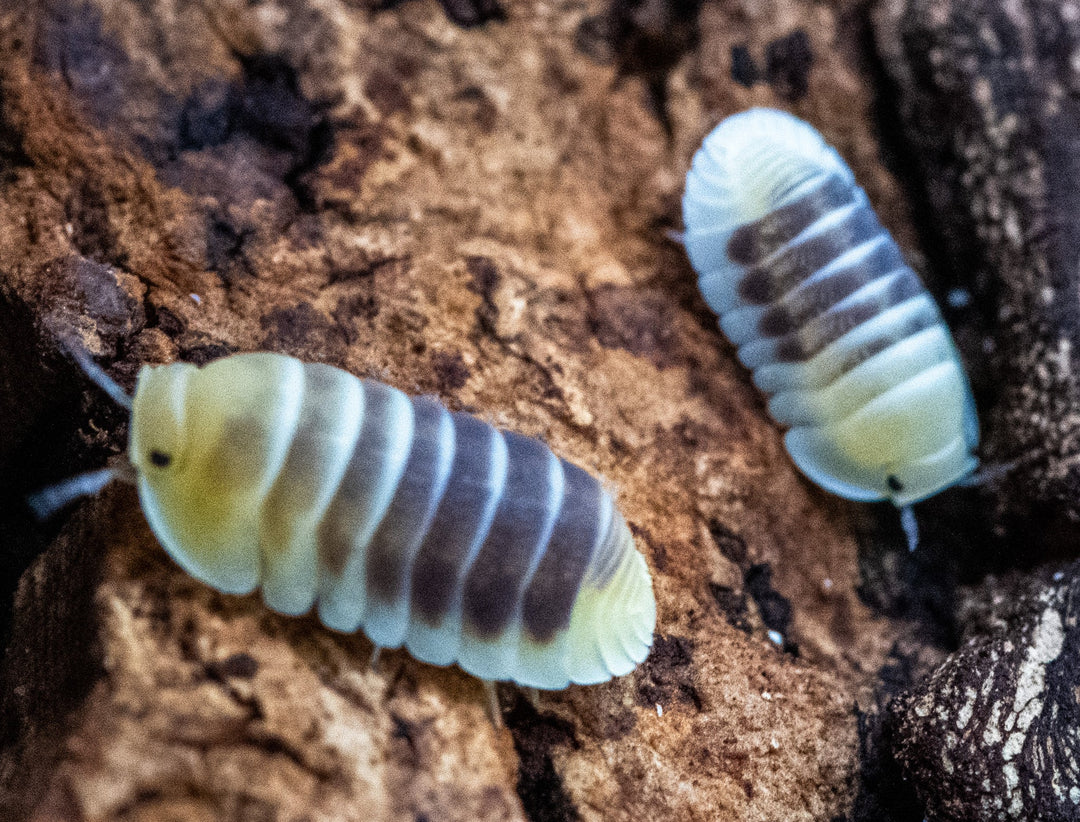 Two Jupiter isopods on brown bark, their pale cream and yellow bodies crossed by dark grey-brown bands.