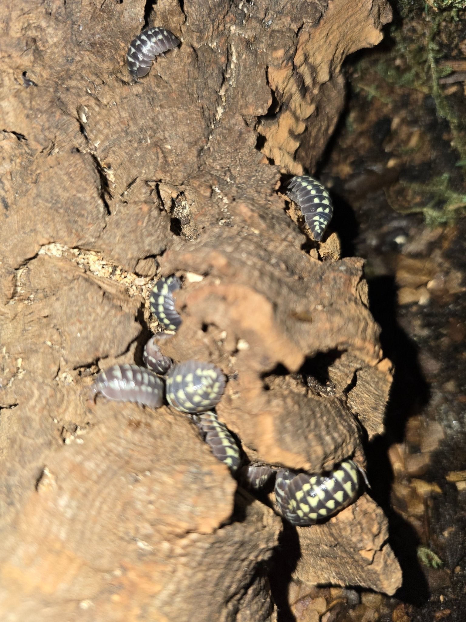 Grey isopods patterned with pale yellow on a ridged slab of brown cork bark in low light.