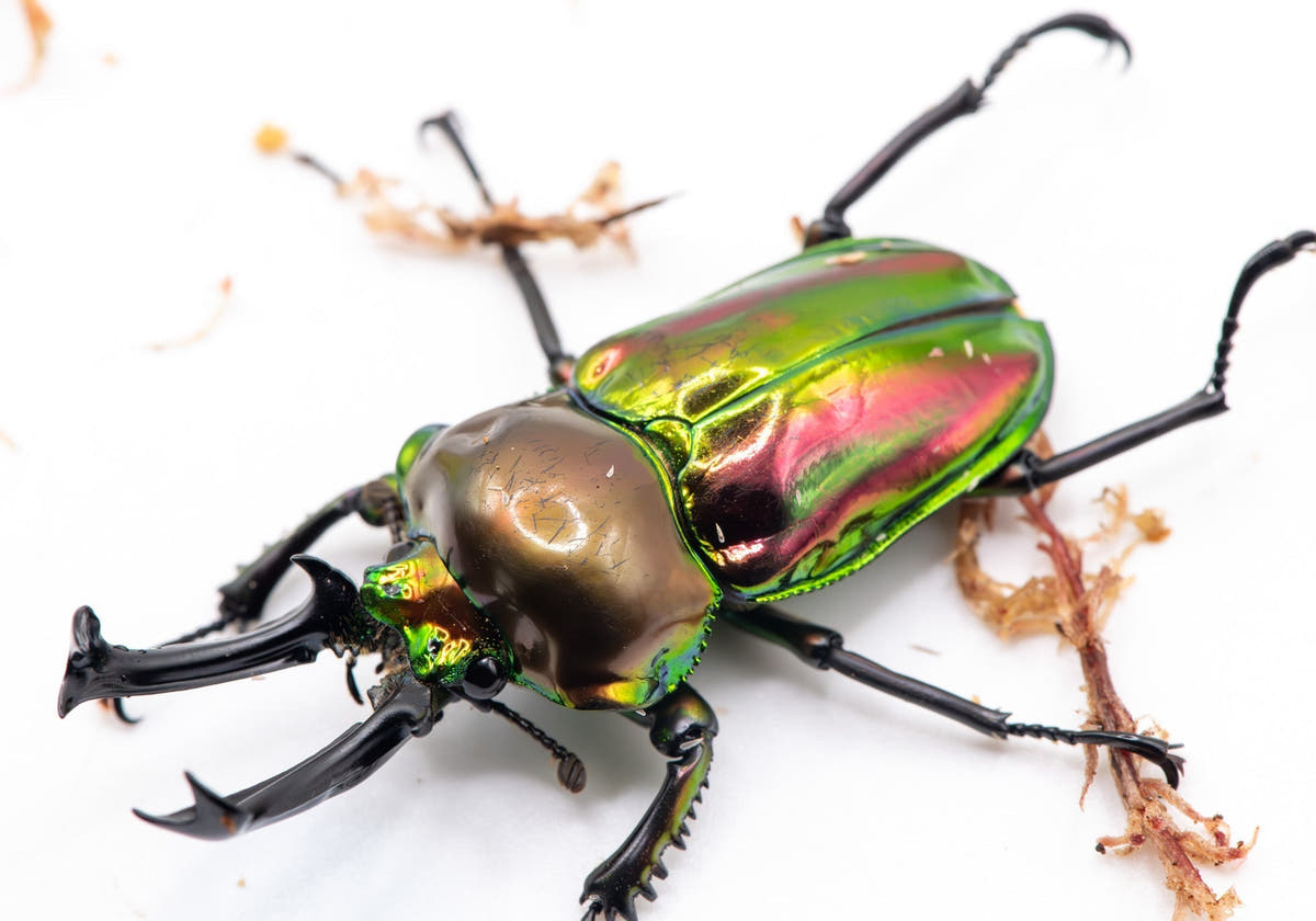 A beetle with iridescent green and pink wing cases, a bronze-gold thorax and long curved black jaws, on a white surface.