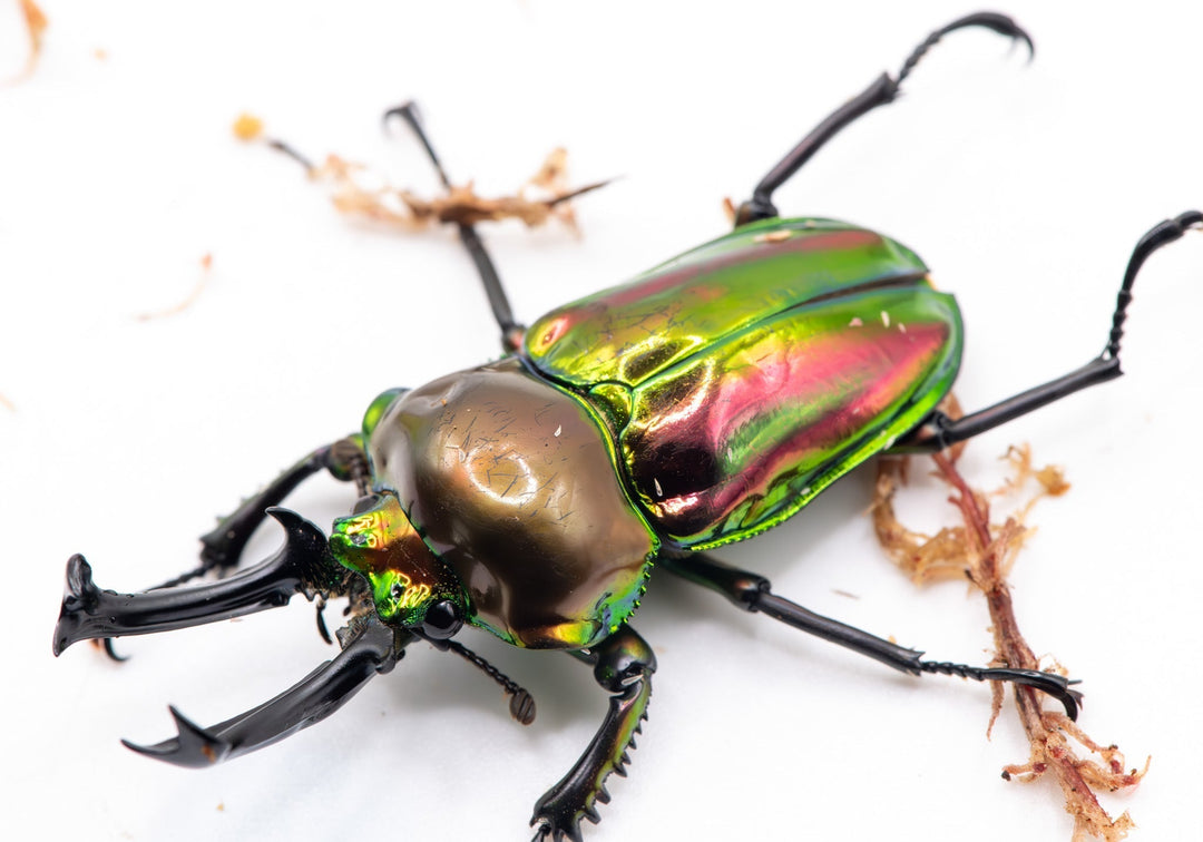rainbow beetle looks like its got a petrol look with a scratched head